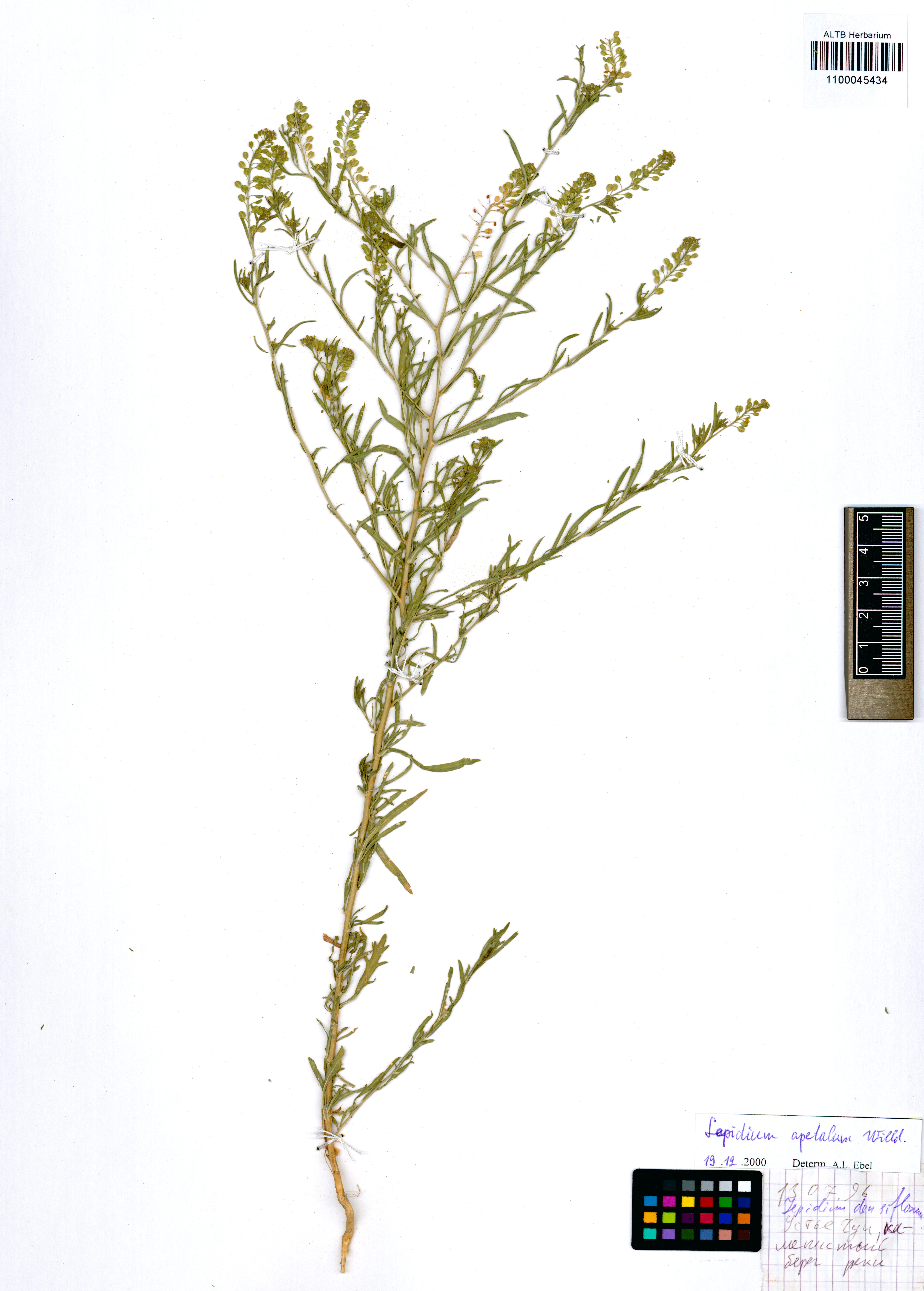 Lepidium apetalum Willd.