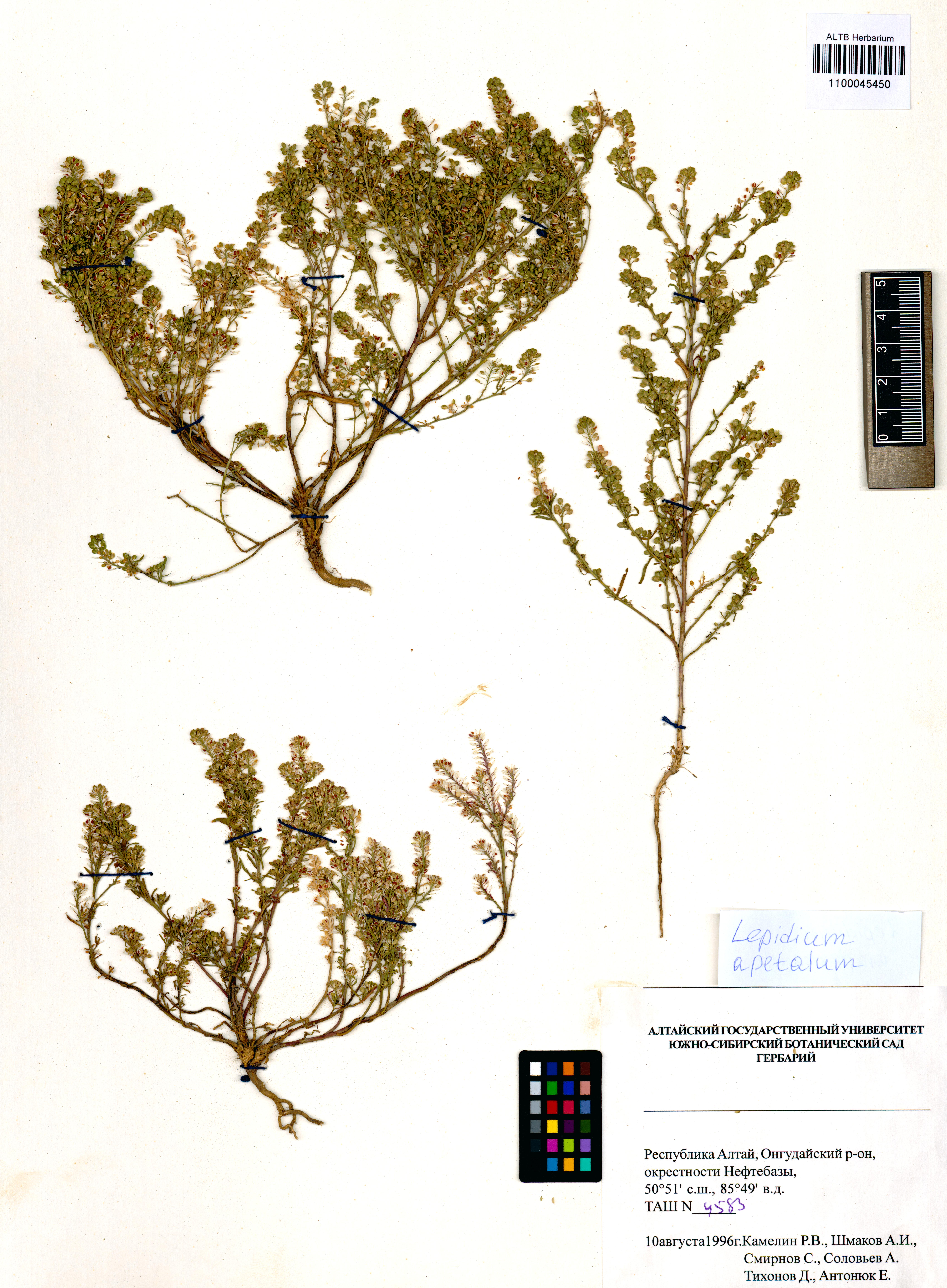 Lepidium apetalum Willd.