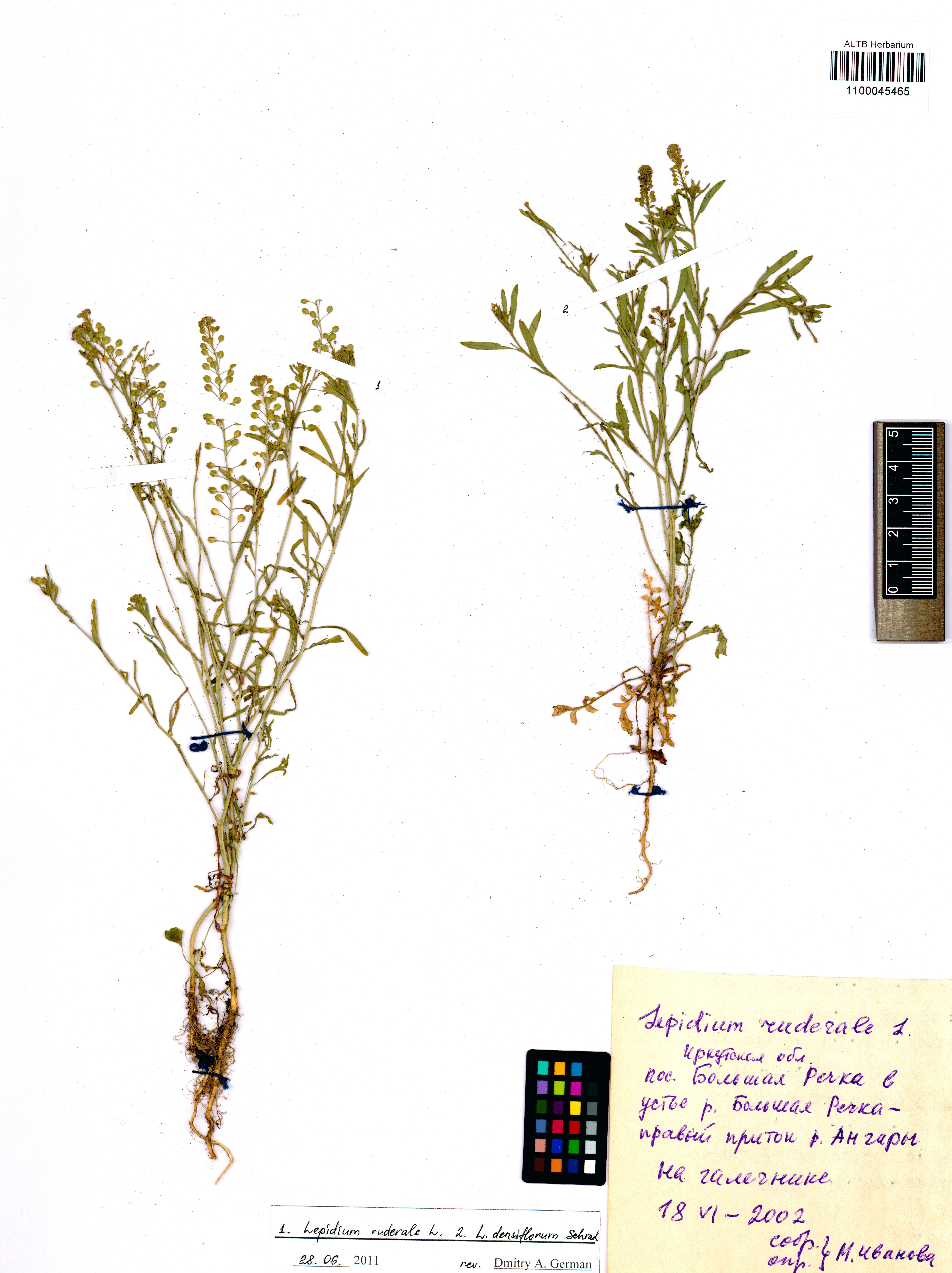 Lepidium ruderale L.