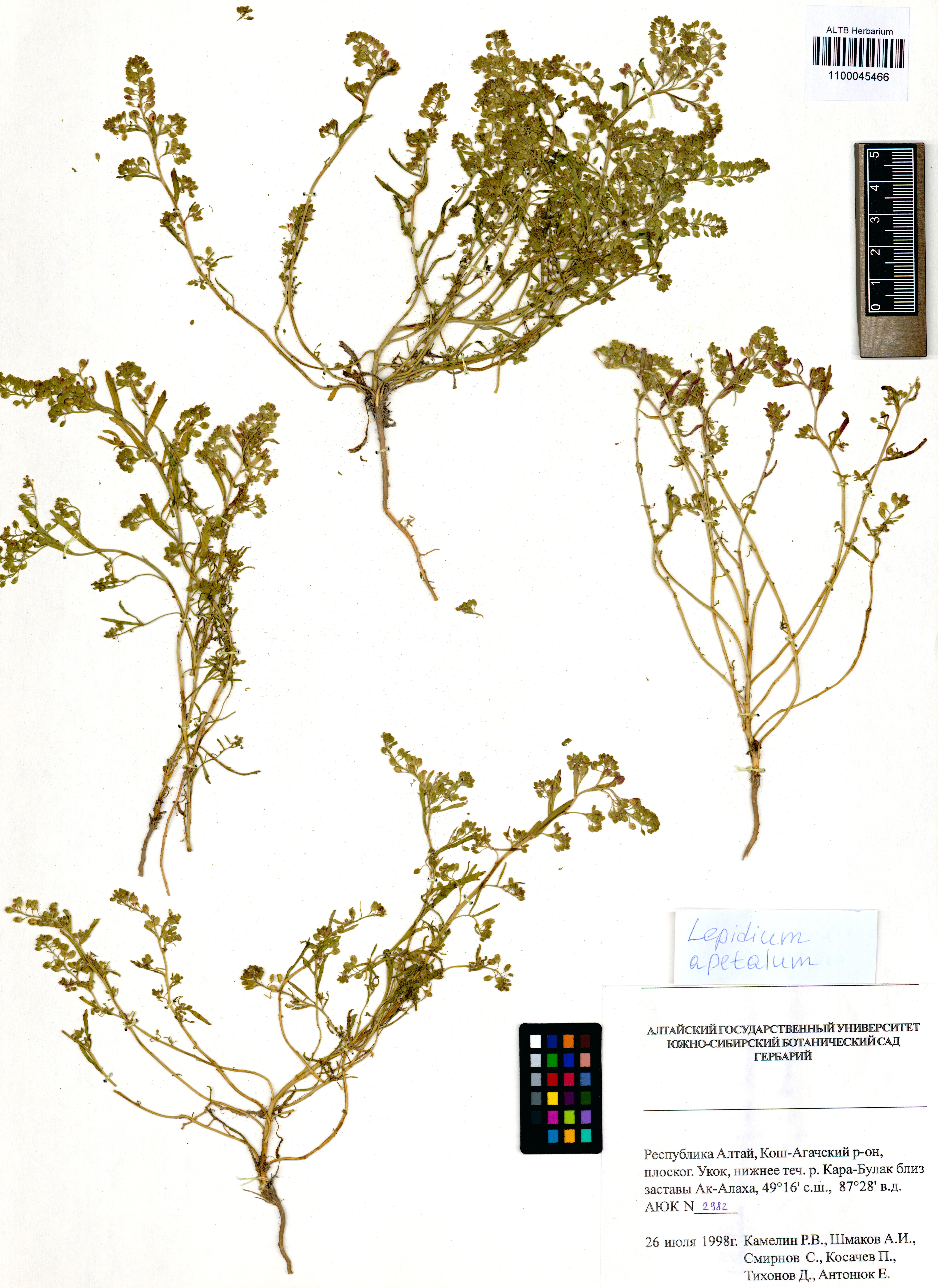 Lepidium apetalum Willd.