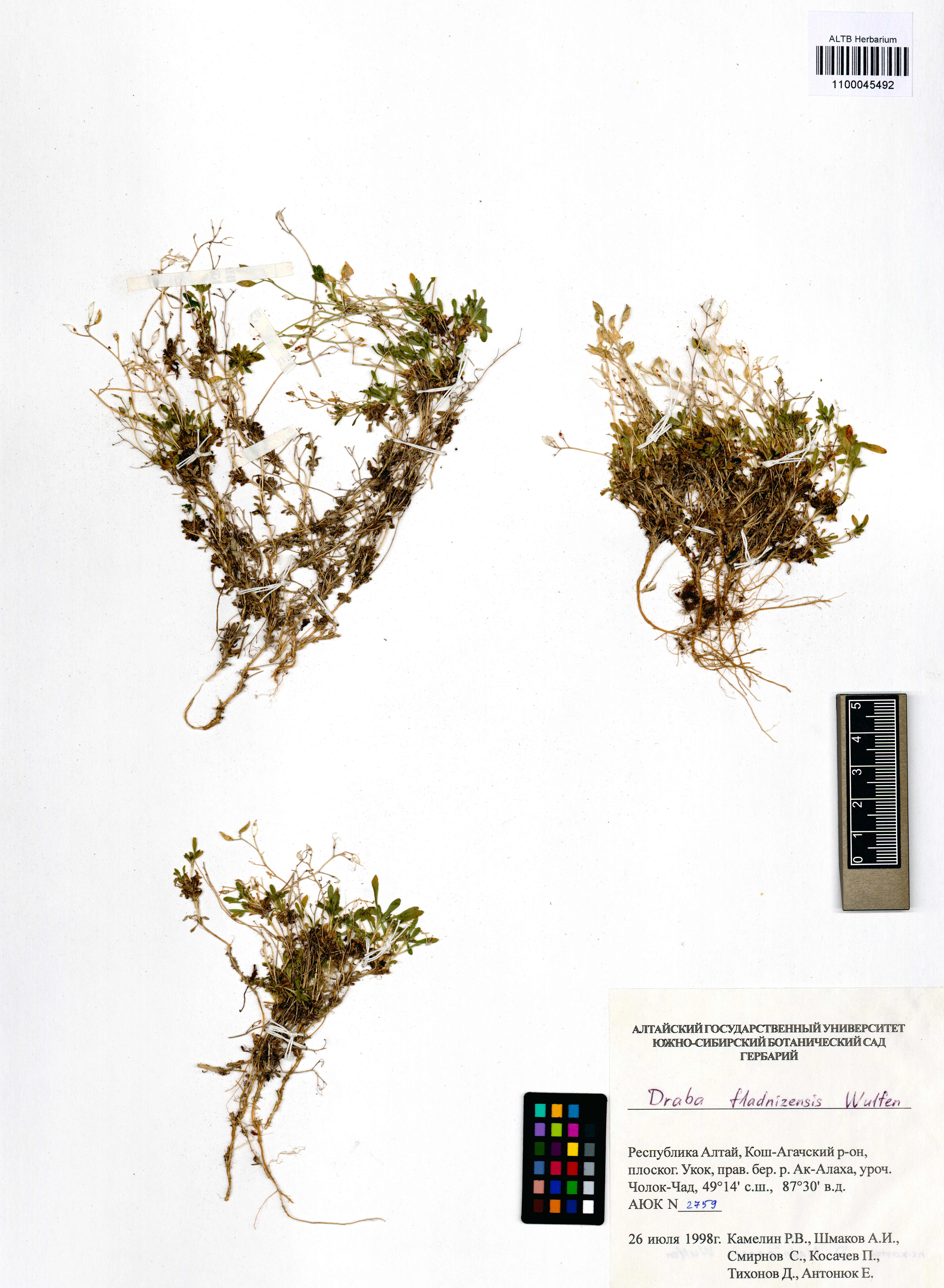 Draba fladnizensis Wulfen