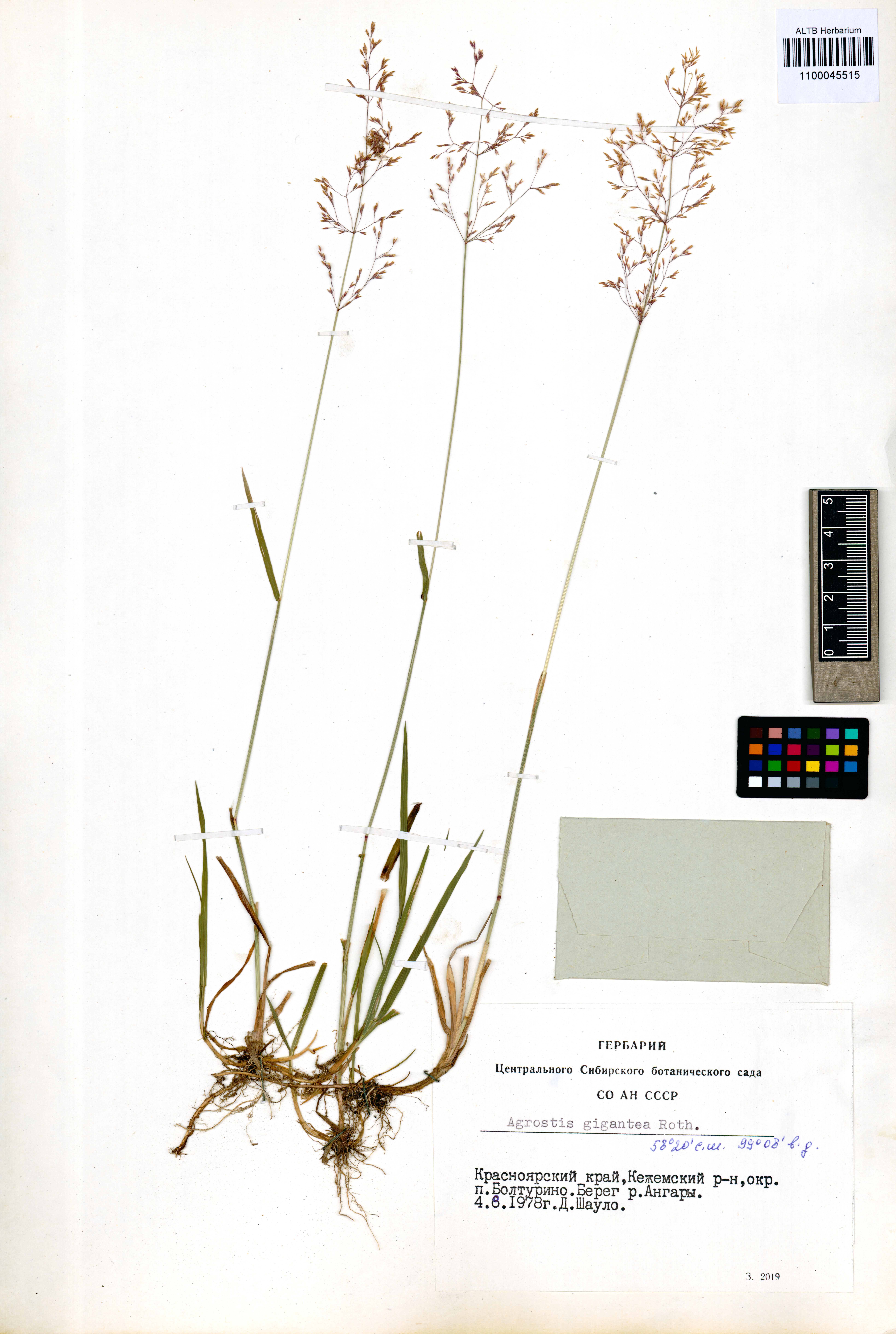Agrostis gigantea Roth.