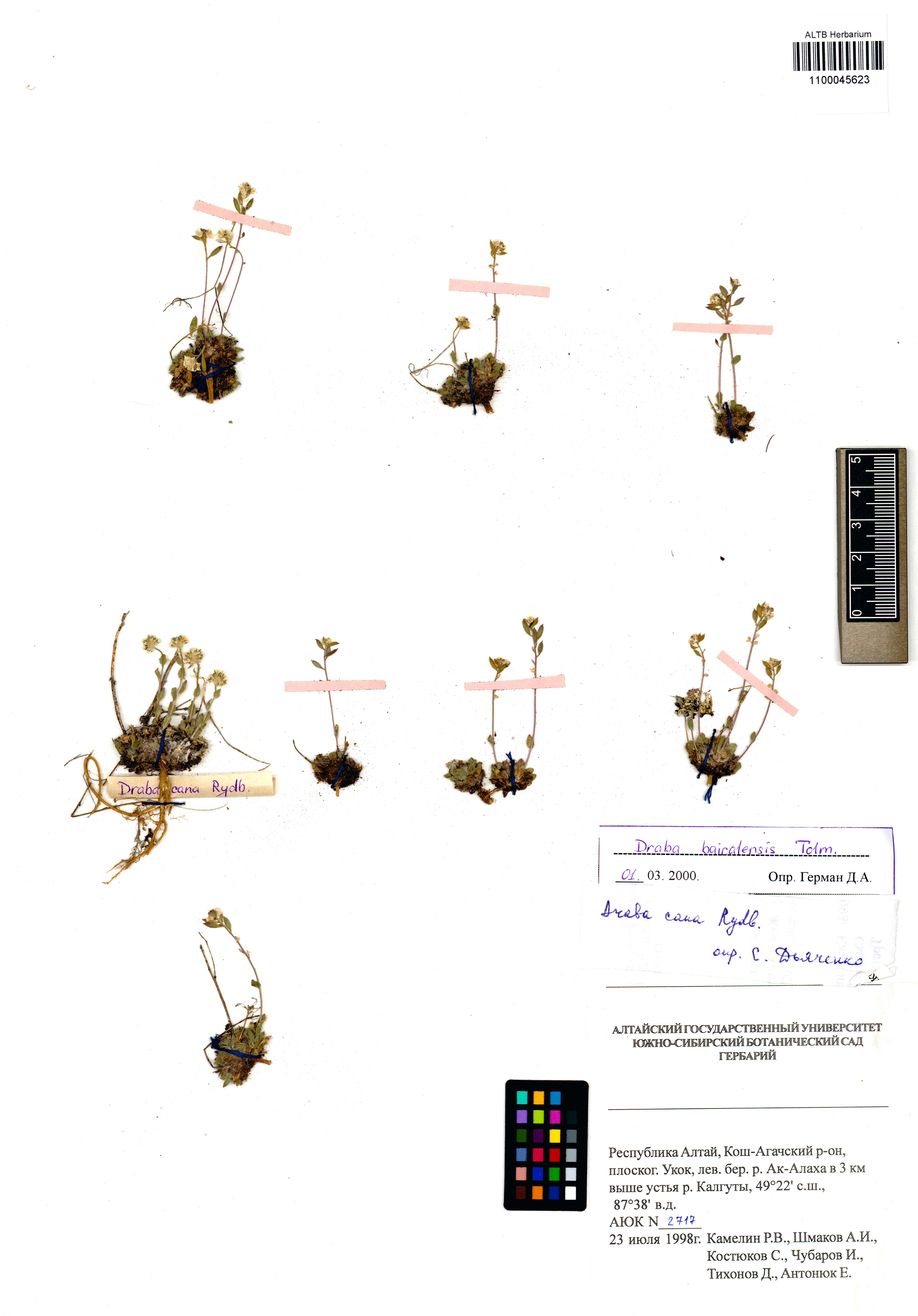 Draba baicalensis Tolm.
