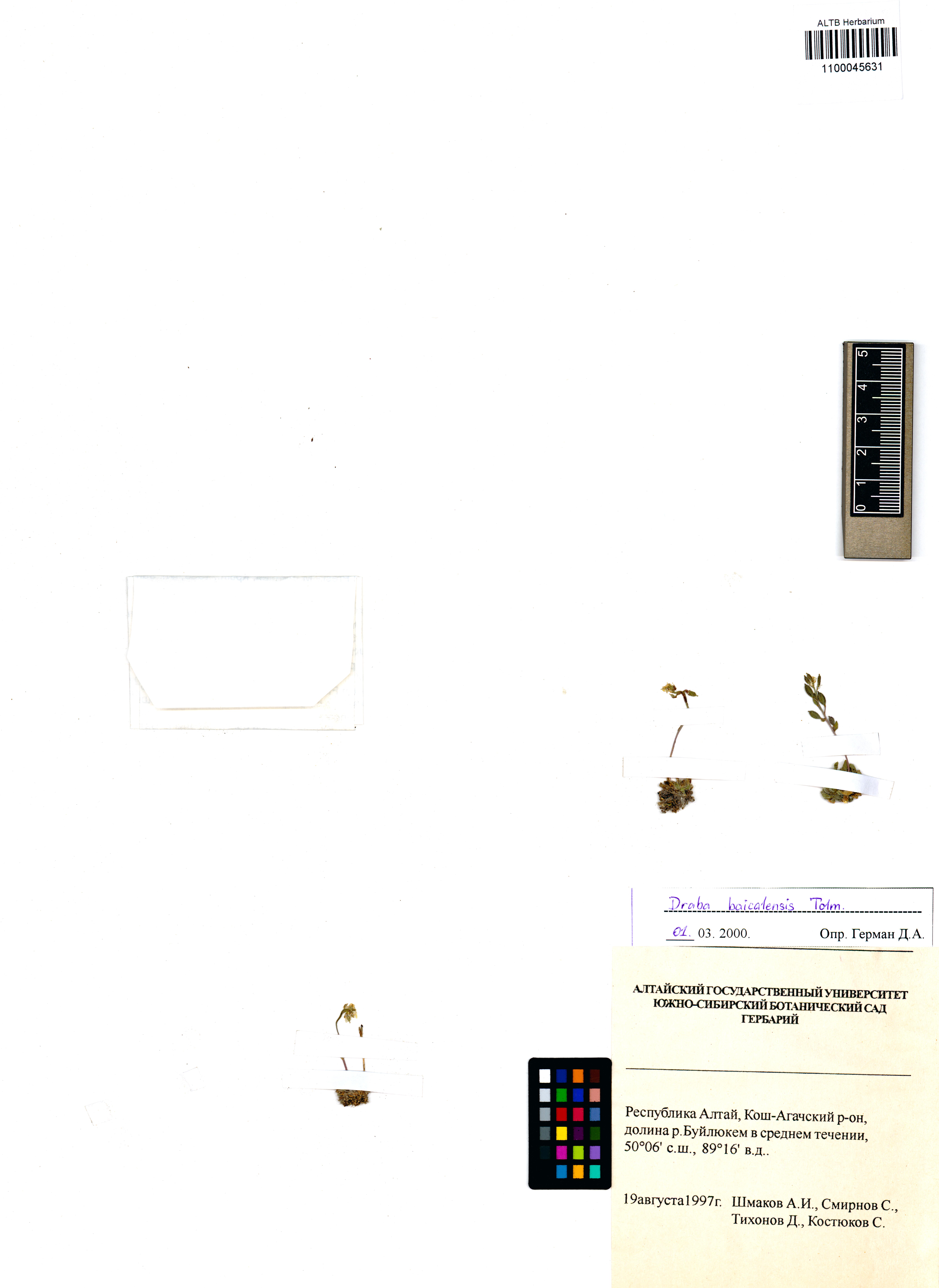 Draba baicalensis Tolm.