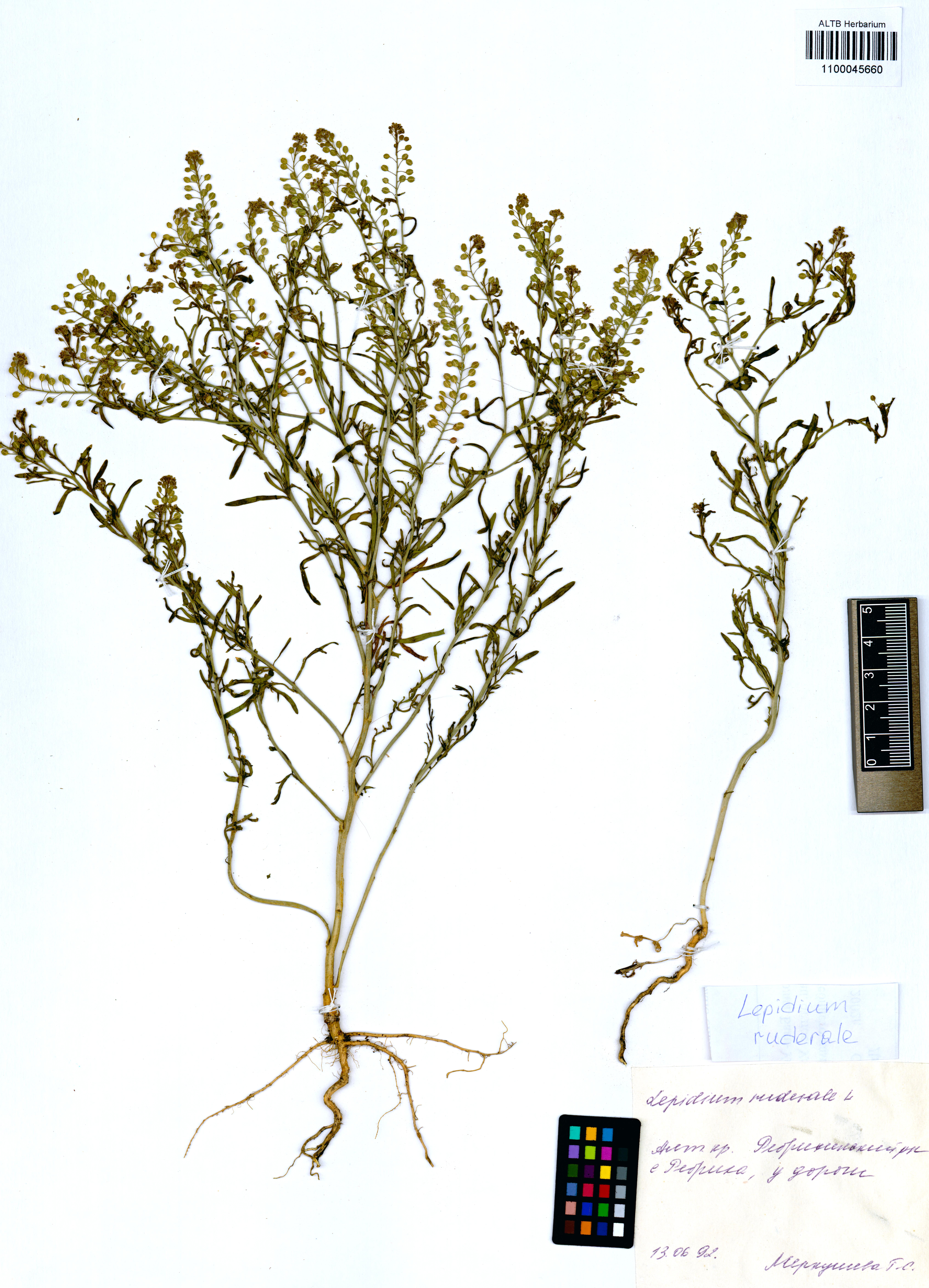 Lepidium ruderale L.