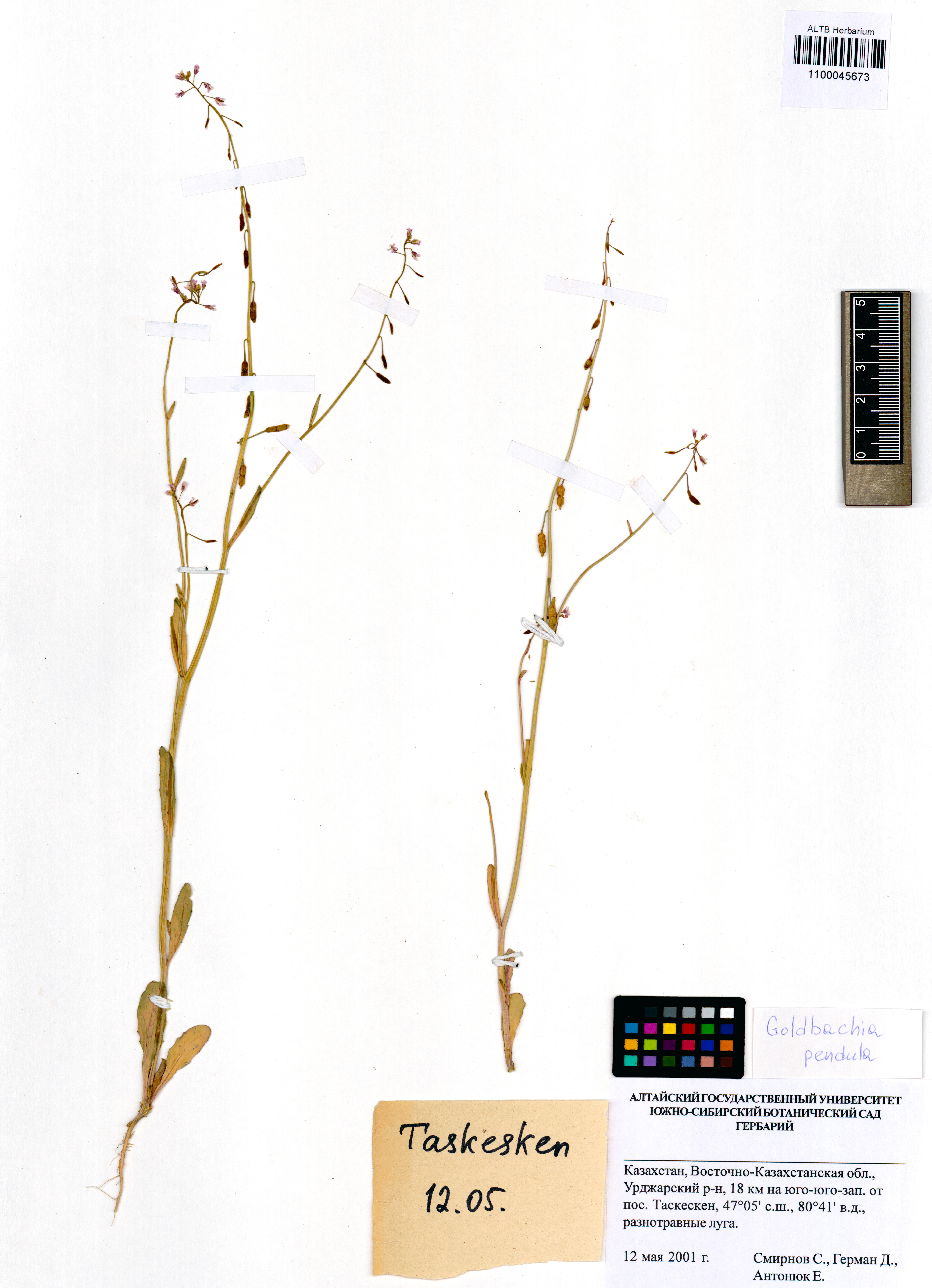 Goldbachia pendula Botsch.