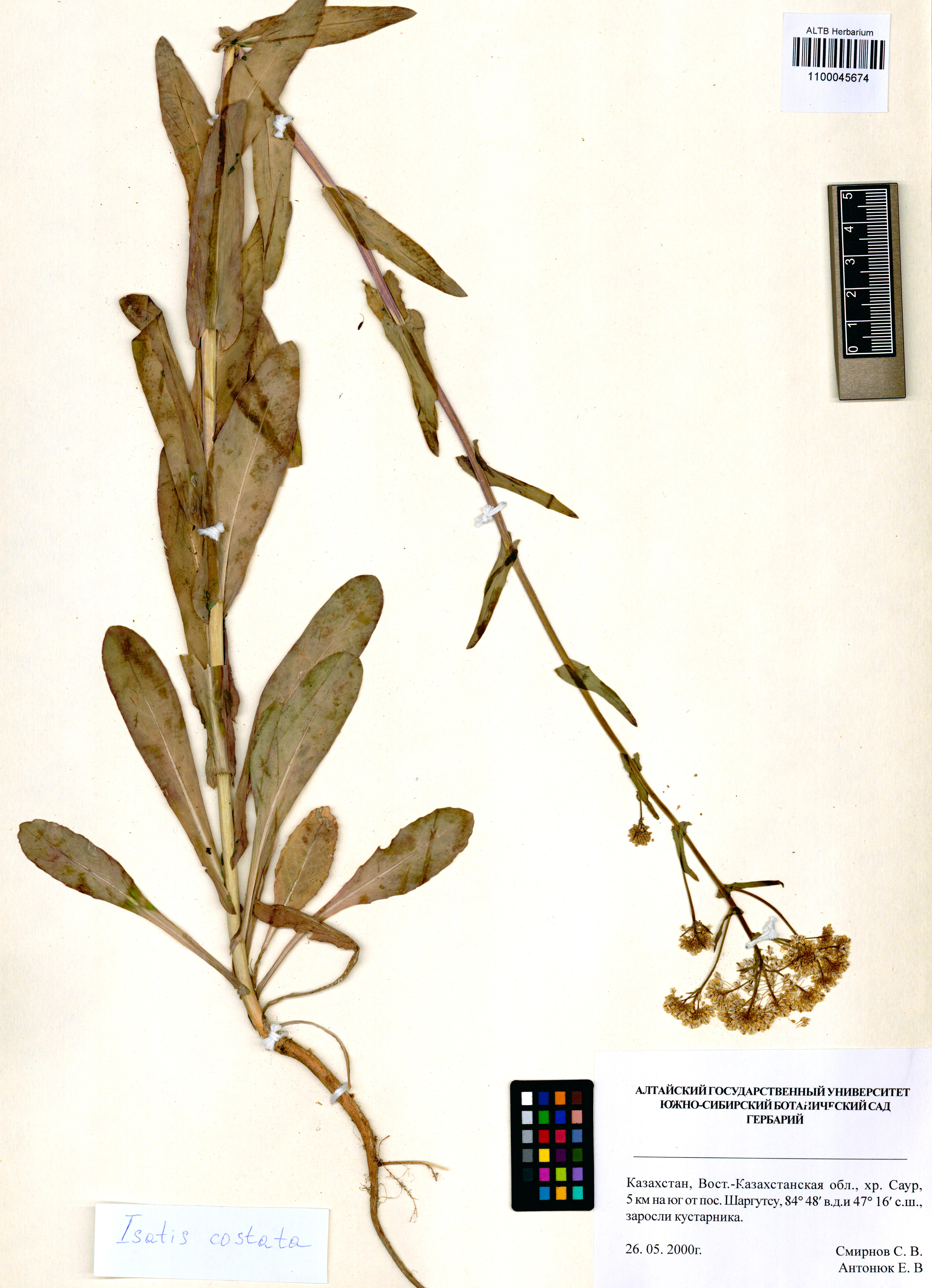 Isatis costata C.A.Mey.
