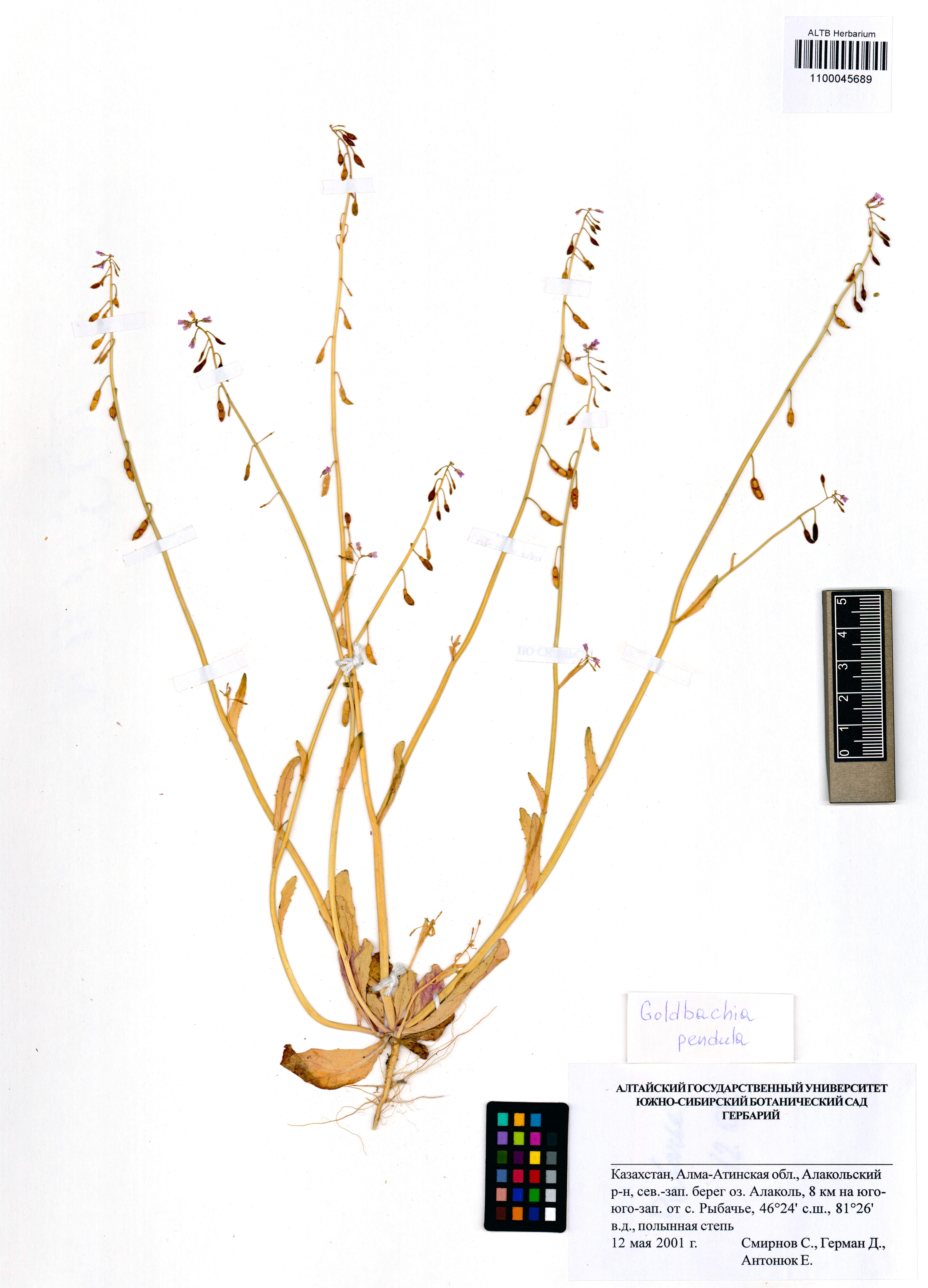 Goldbachia pendula Botsch.