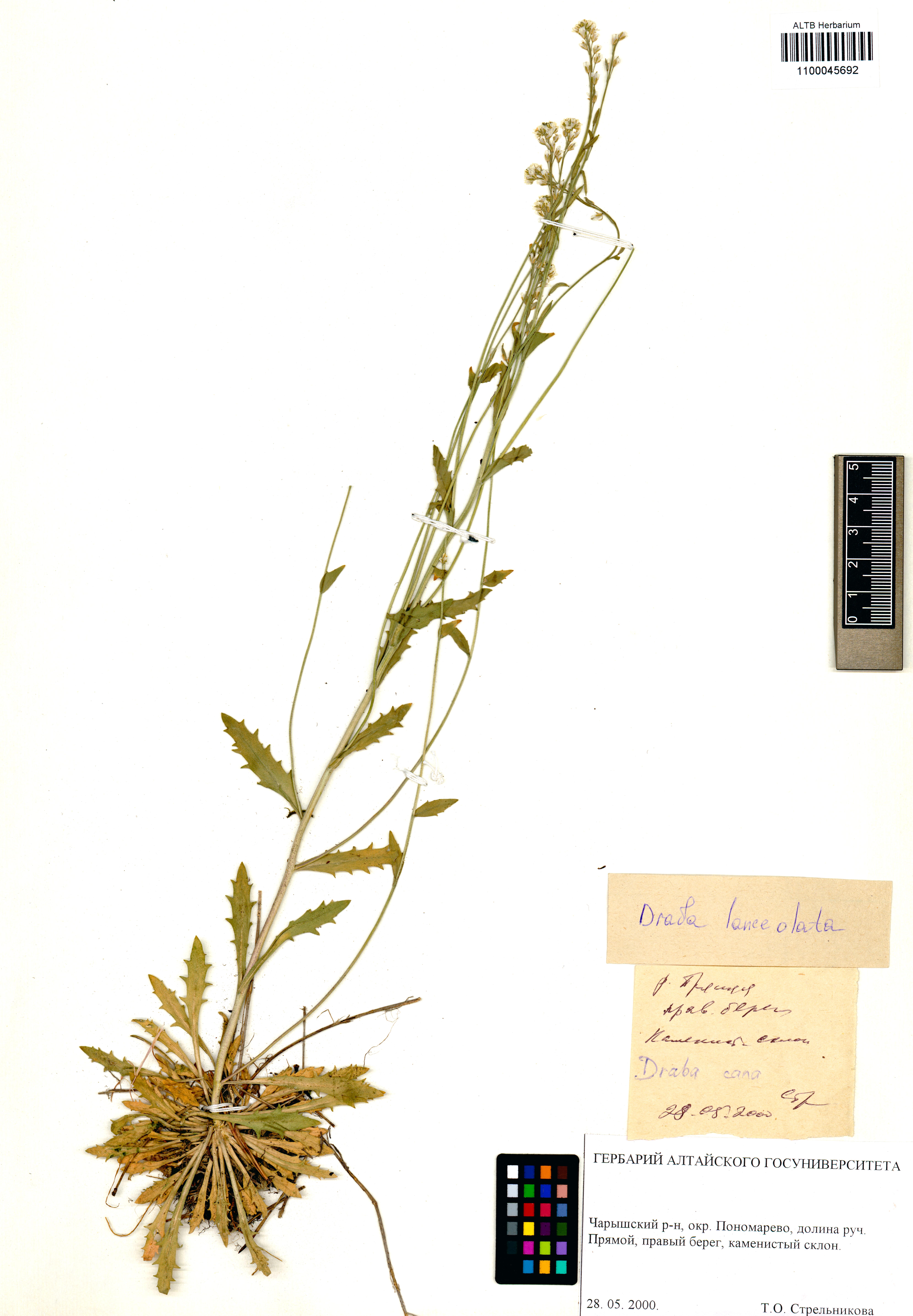 Draba lanceolata Royle