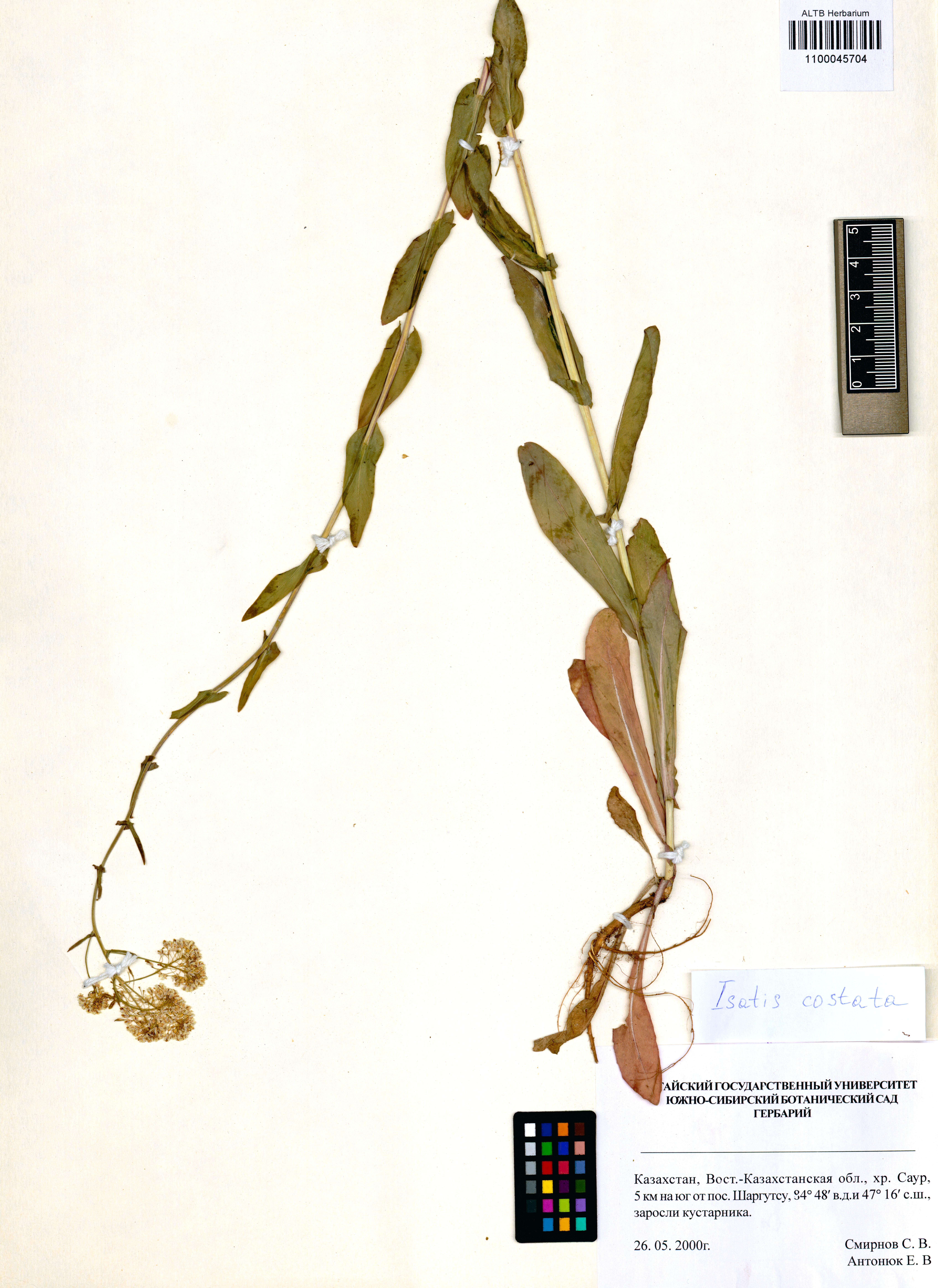 Isatis costata C.A.Mey.