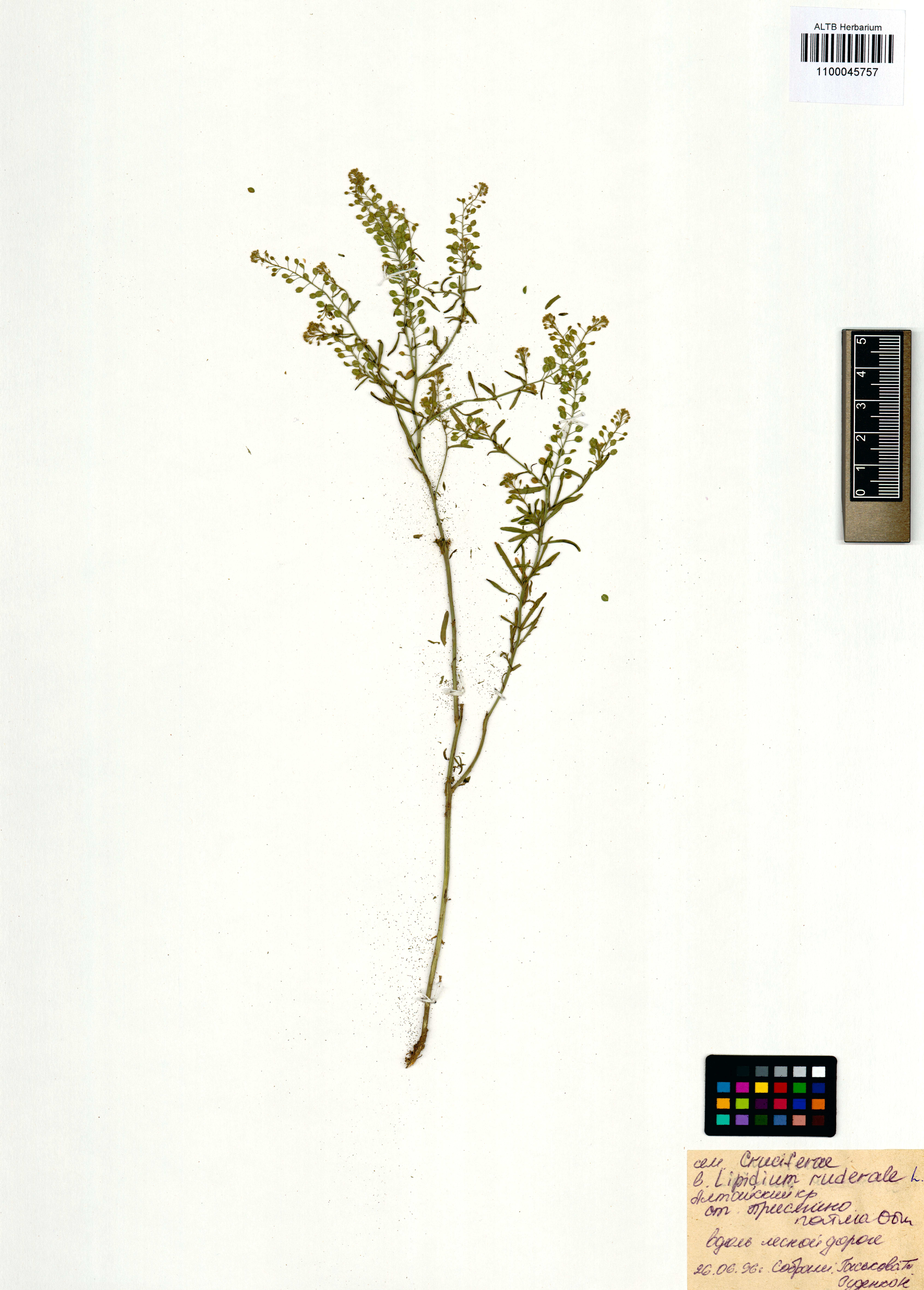 Lepidium ruderale L.