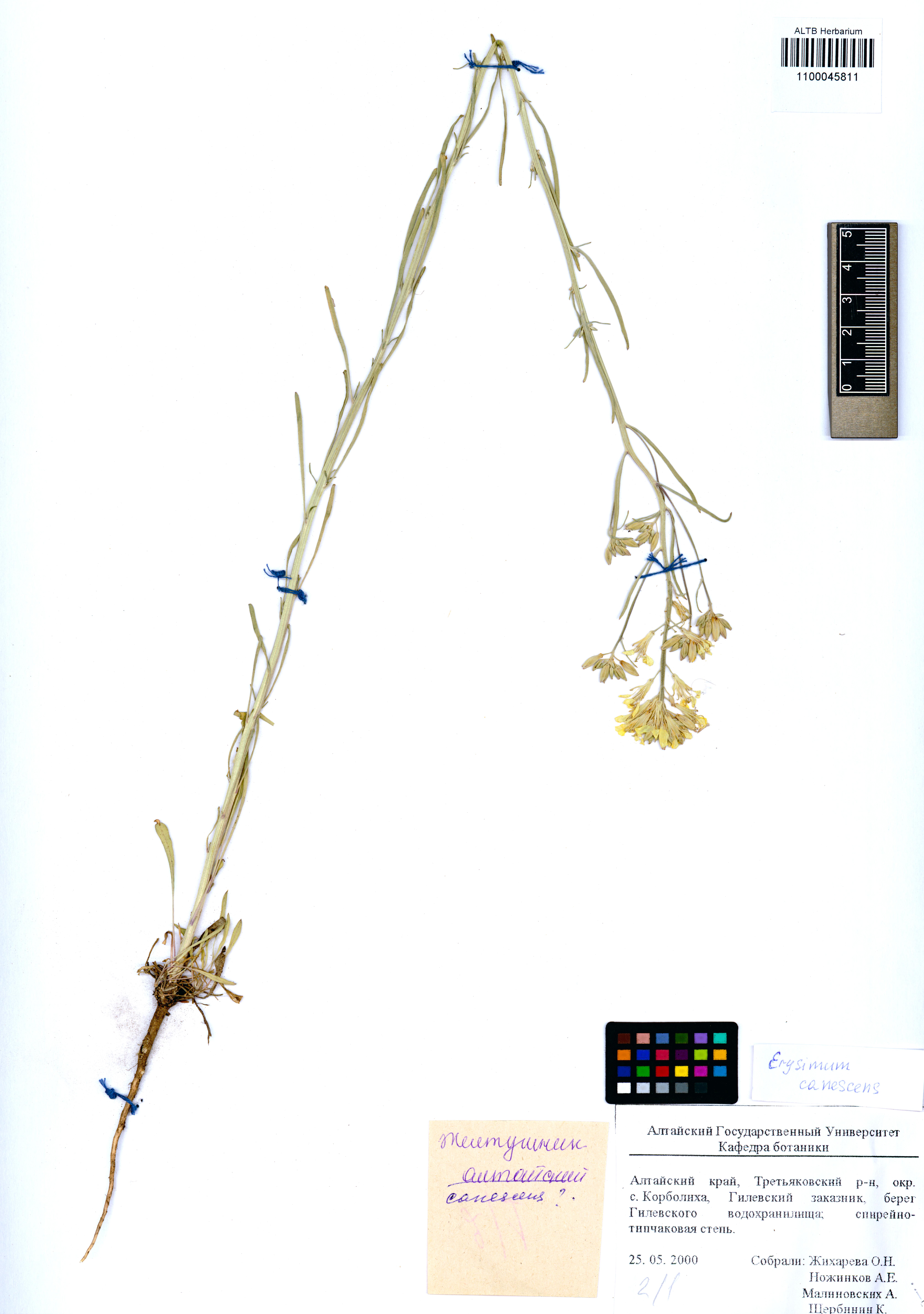 Erysimum canescens Roth