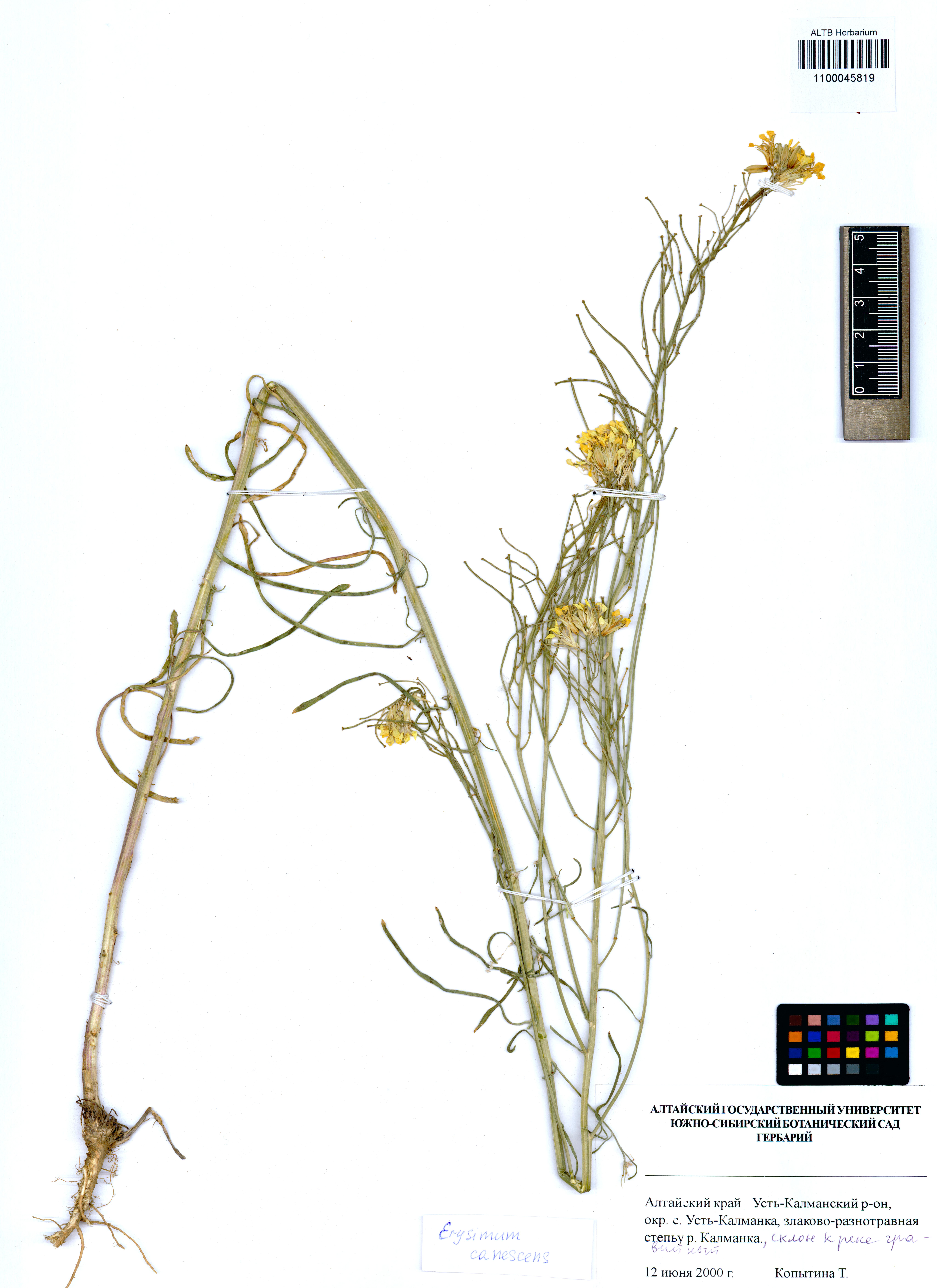 Erysimum canescens Roth