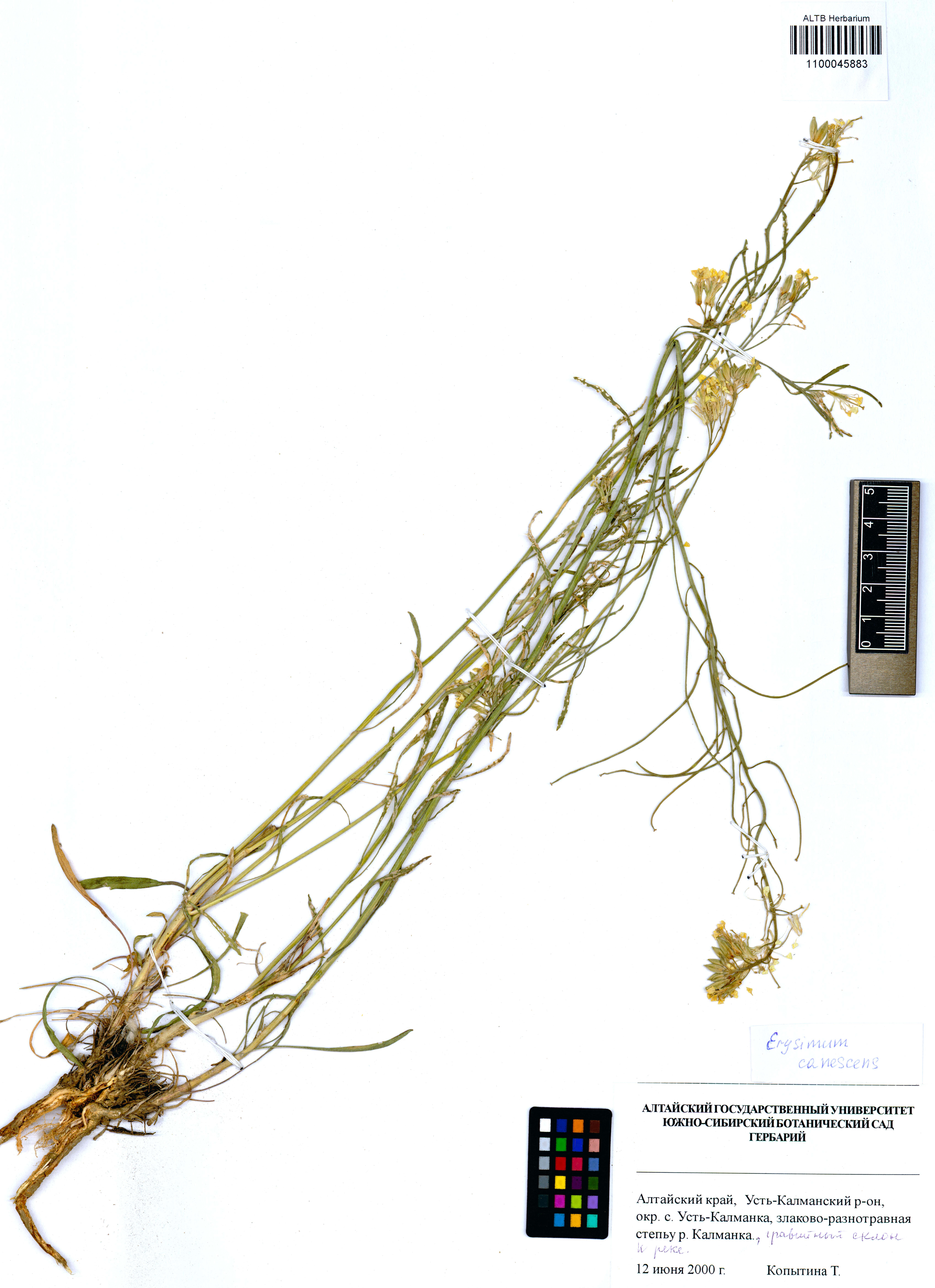 Erysimum canescens Roth