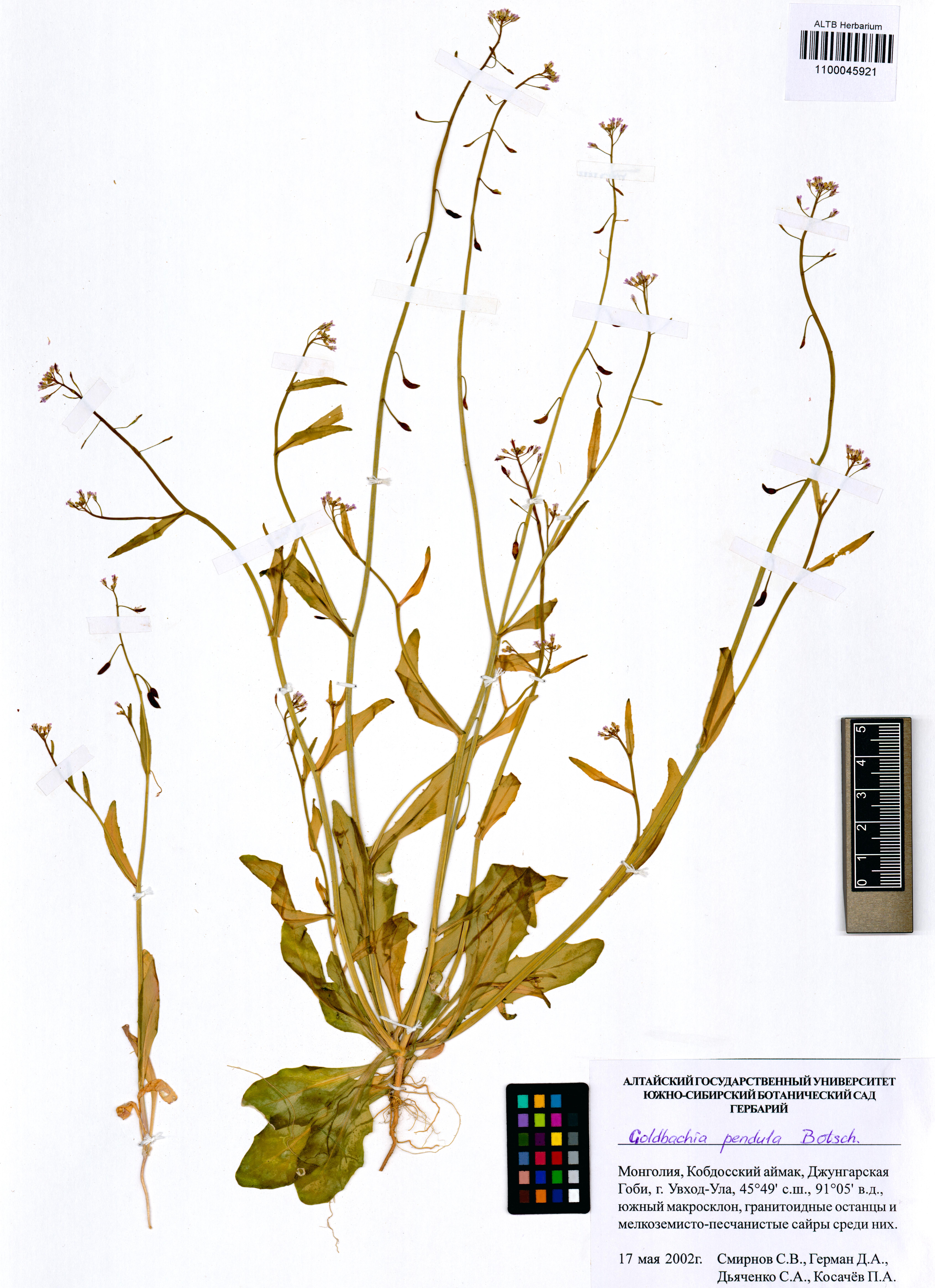 Goldbachia pendula Botsch.