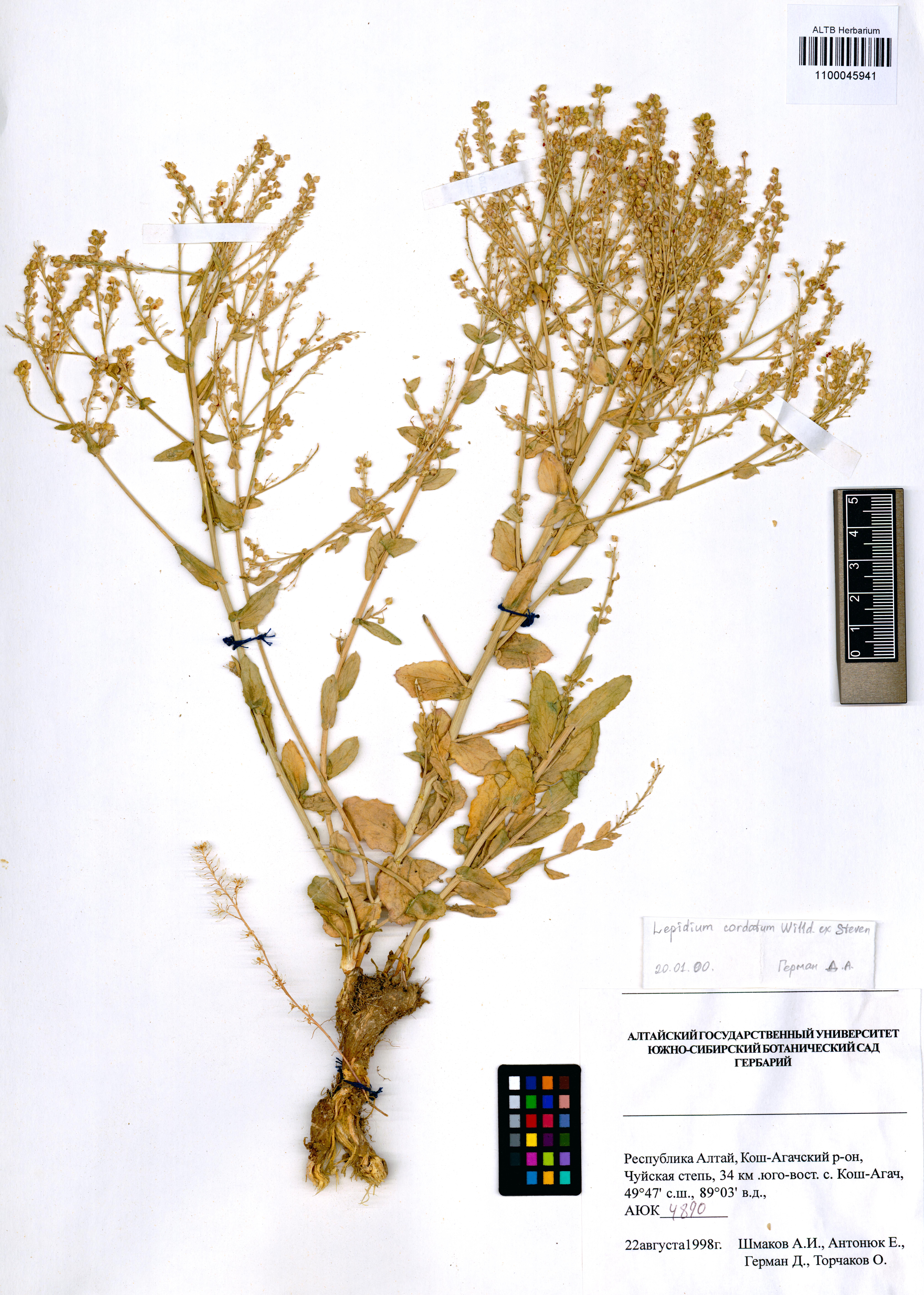 Lepidium cordatum Willd. ex DC.