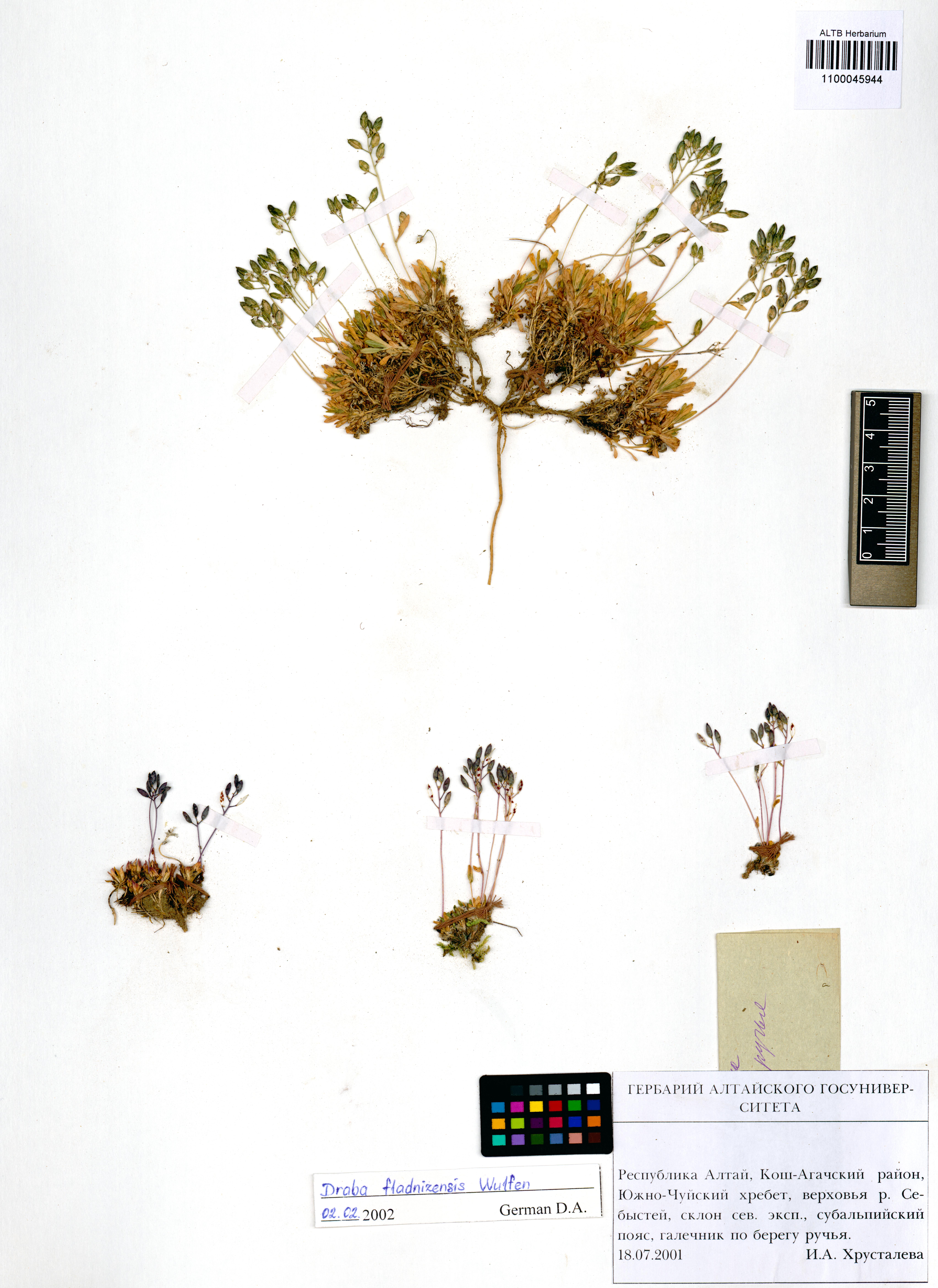 Draba fladnizensis Wulfen