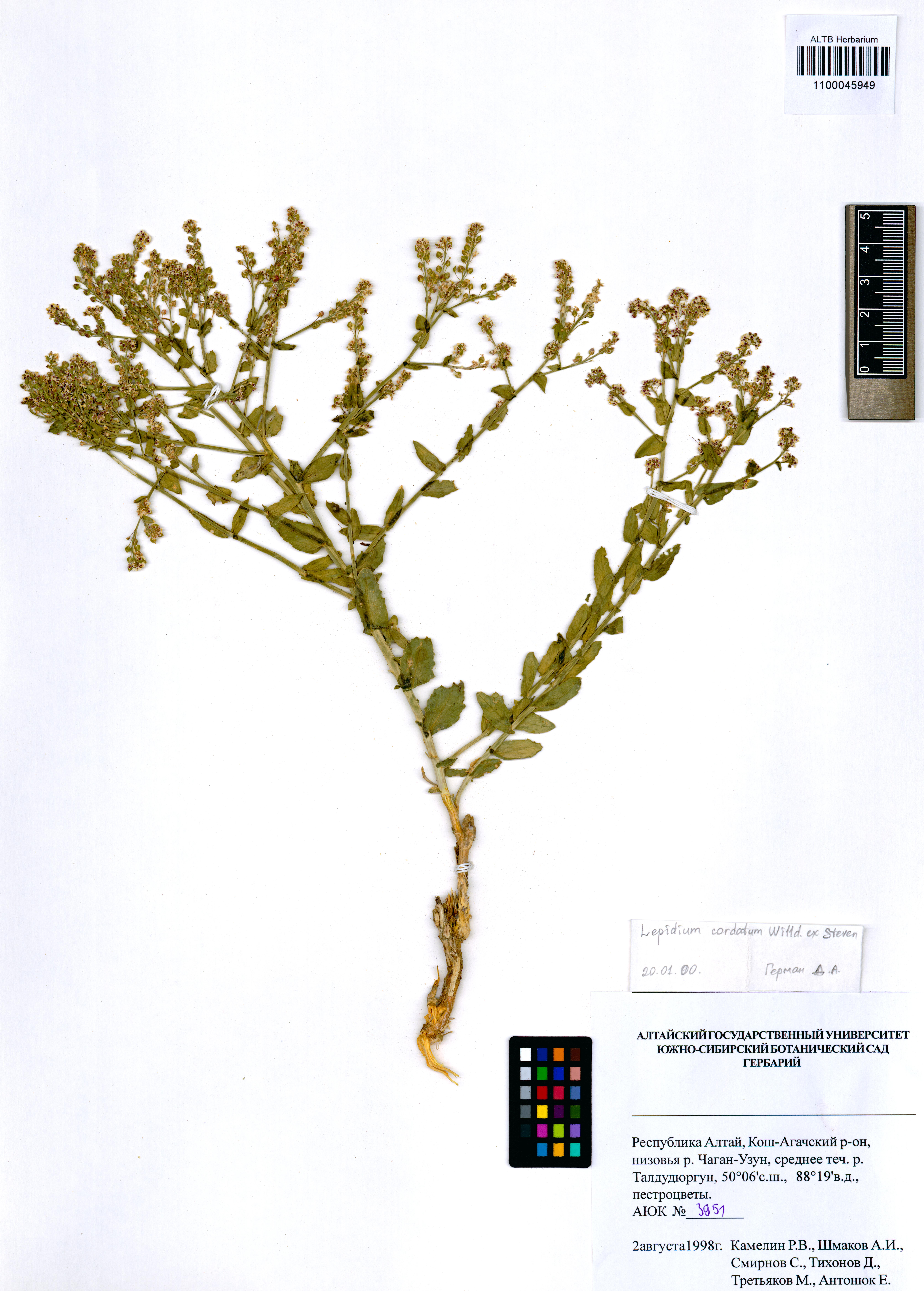 Lepidium cordatum Willd. ex DC.