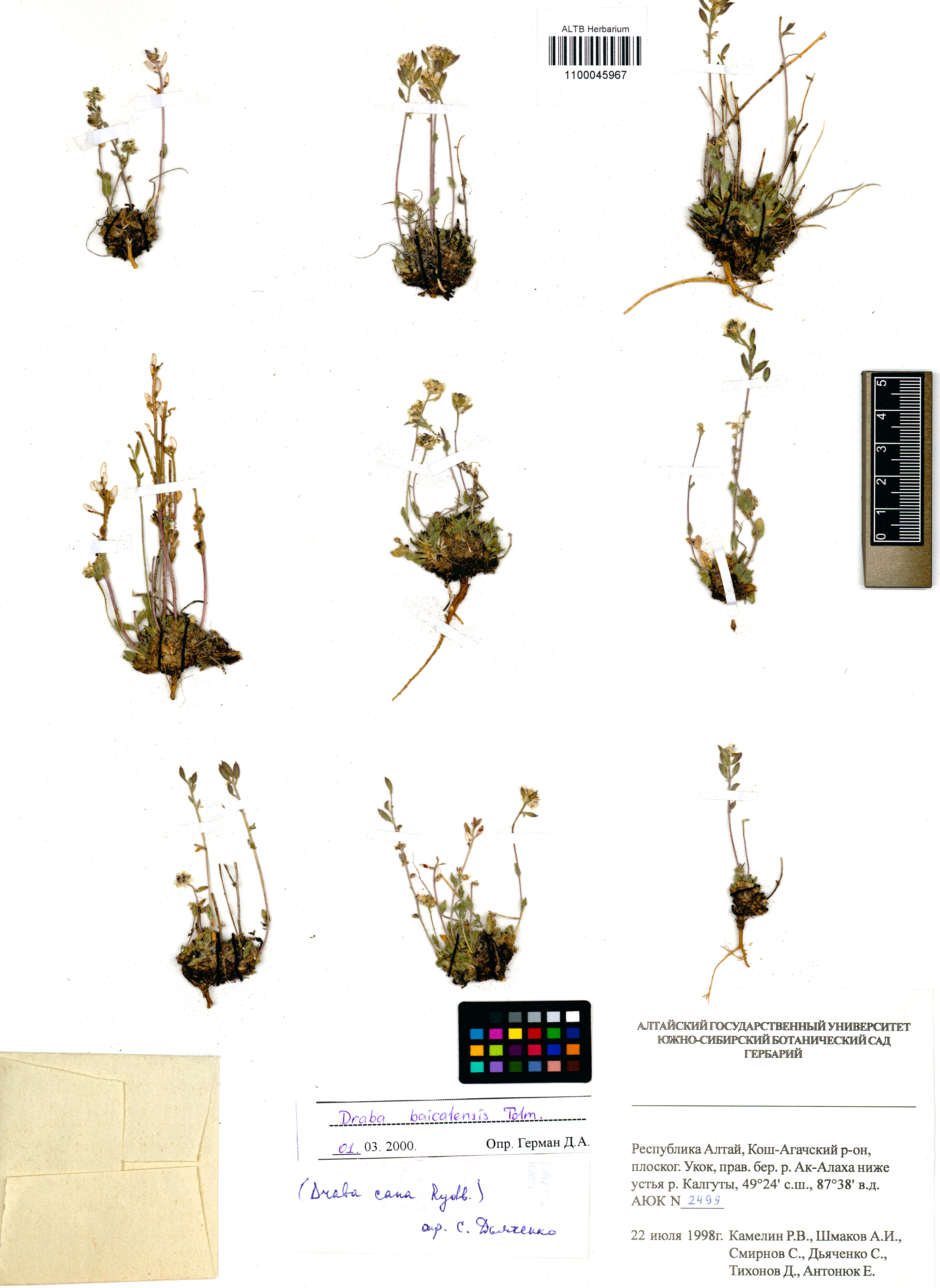 Draba baicalensis Tolm.