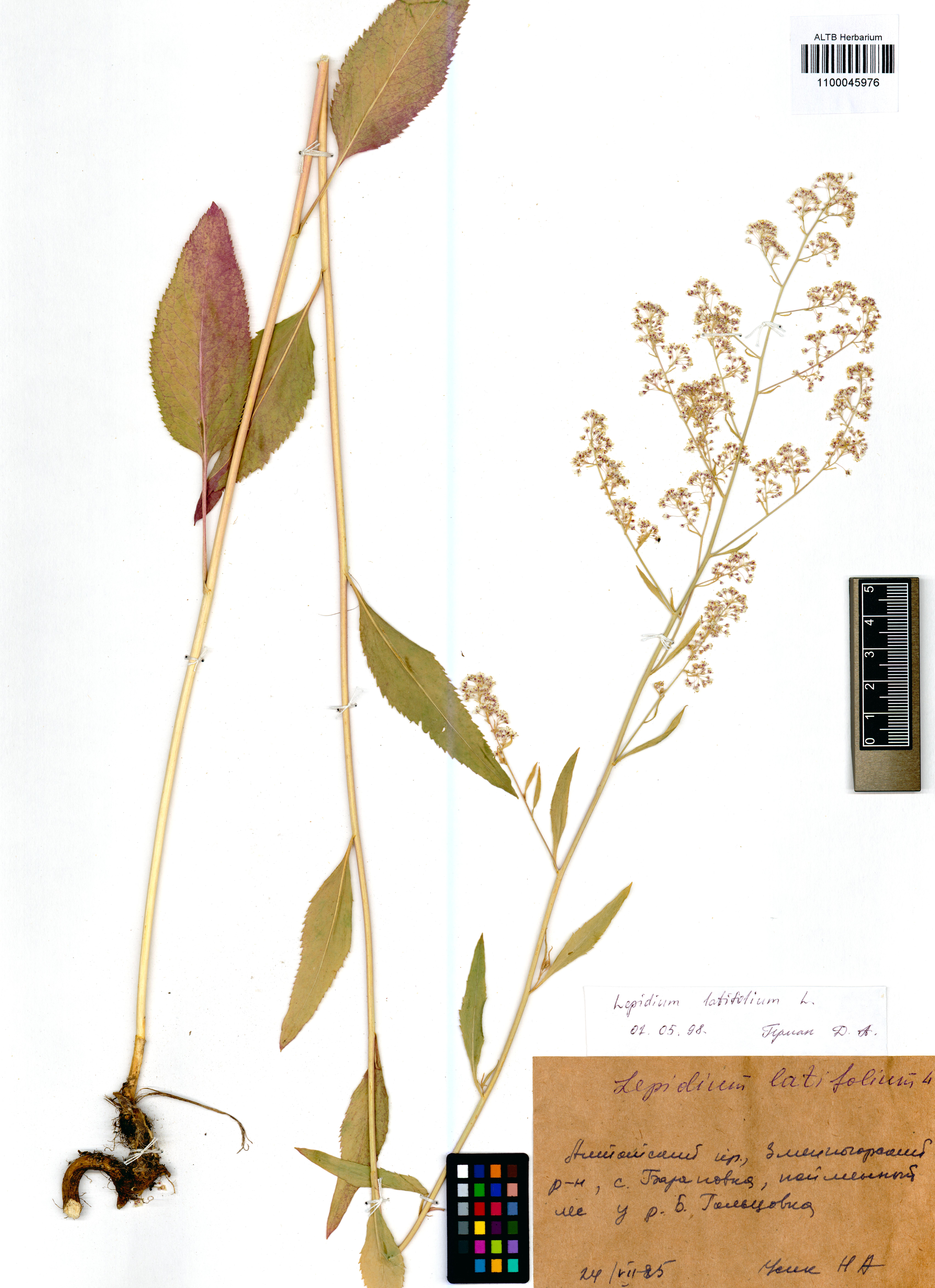 Lepidium latifolium L.
