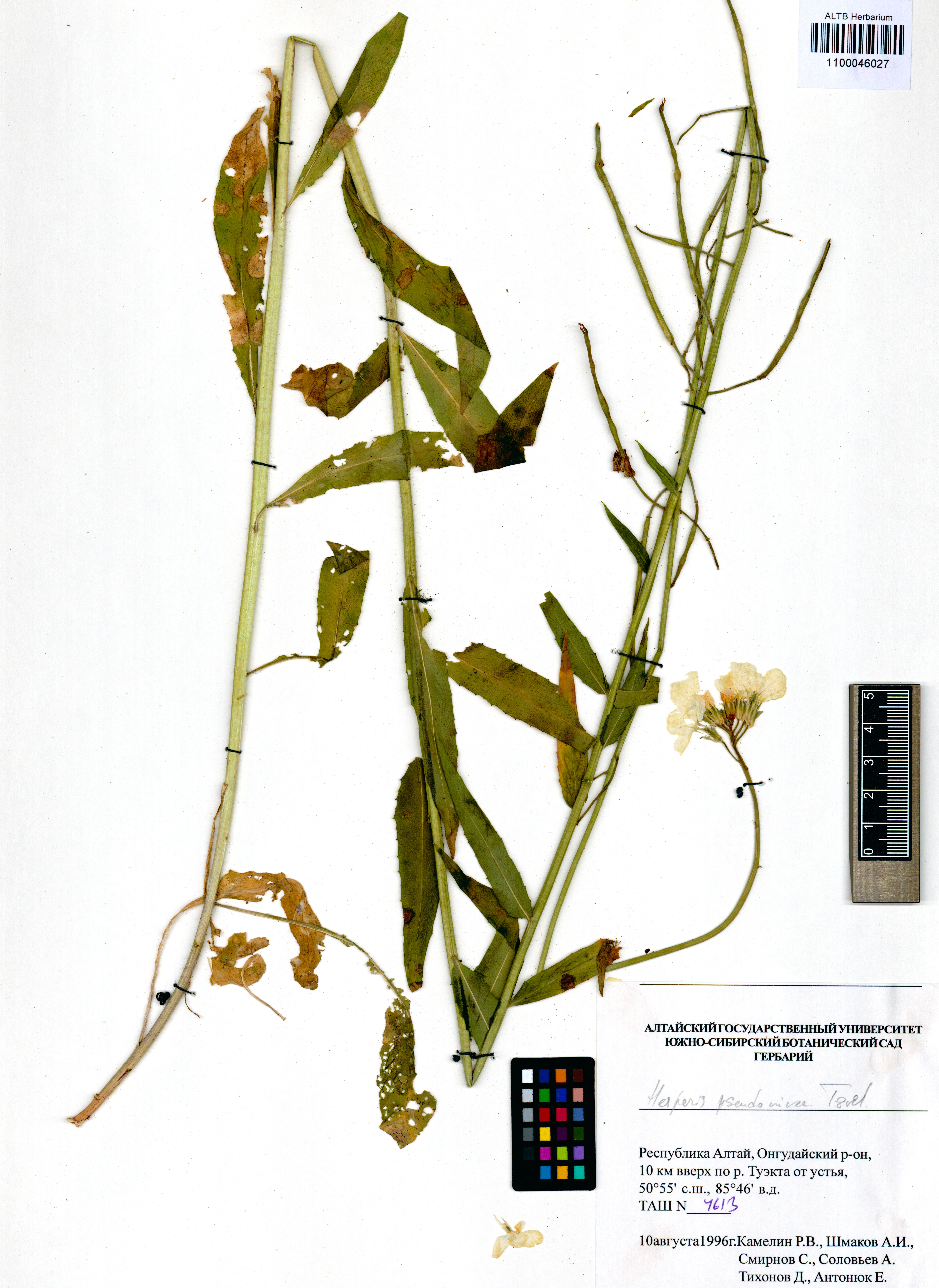 Hesperis pseudonivea Tzvelev