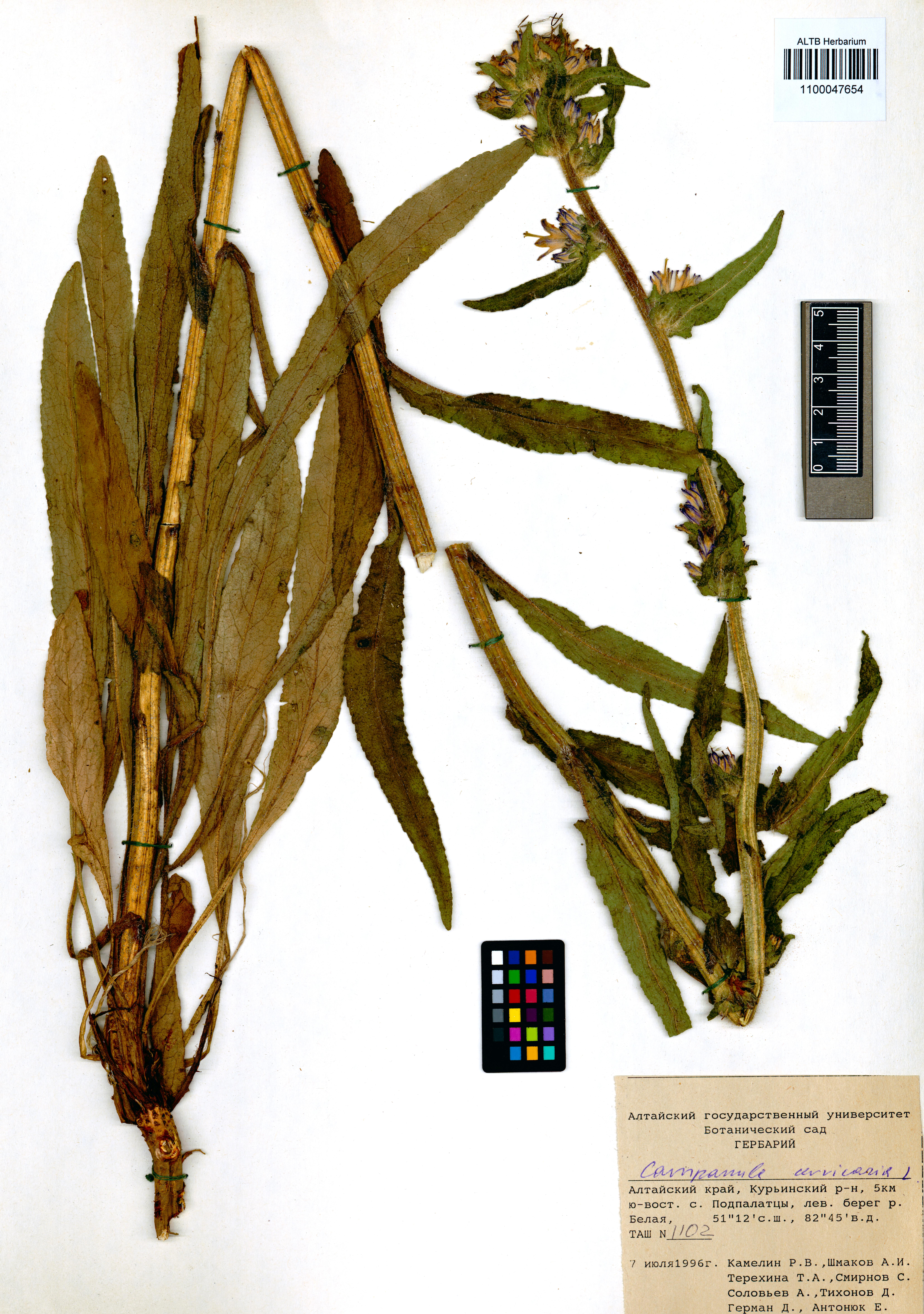 Campanula cervicaria L.