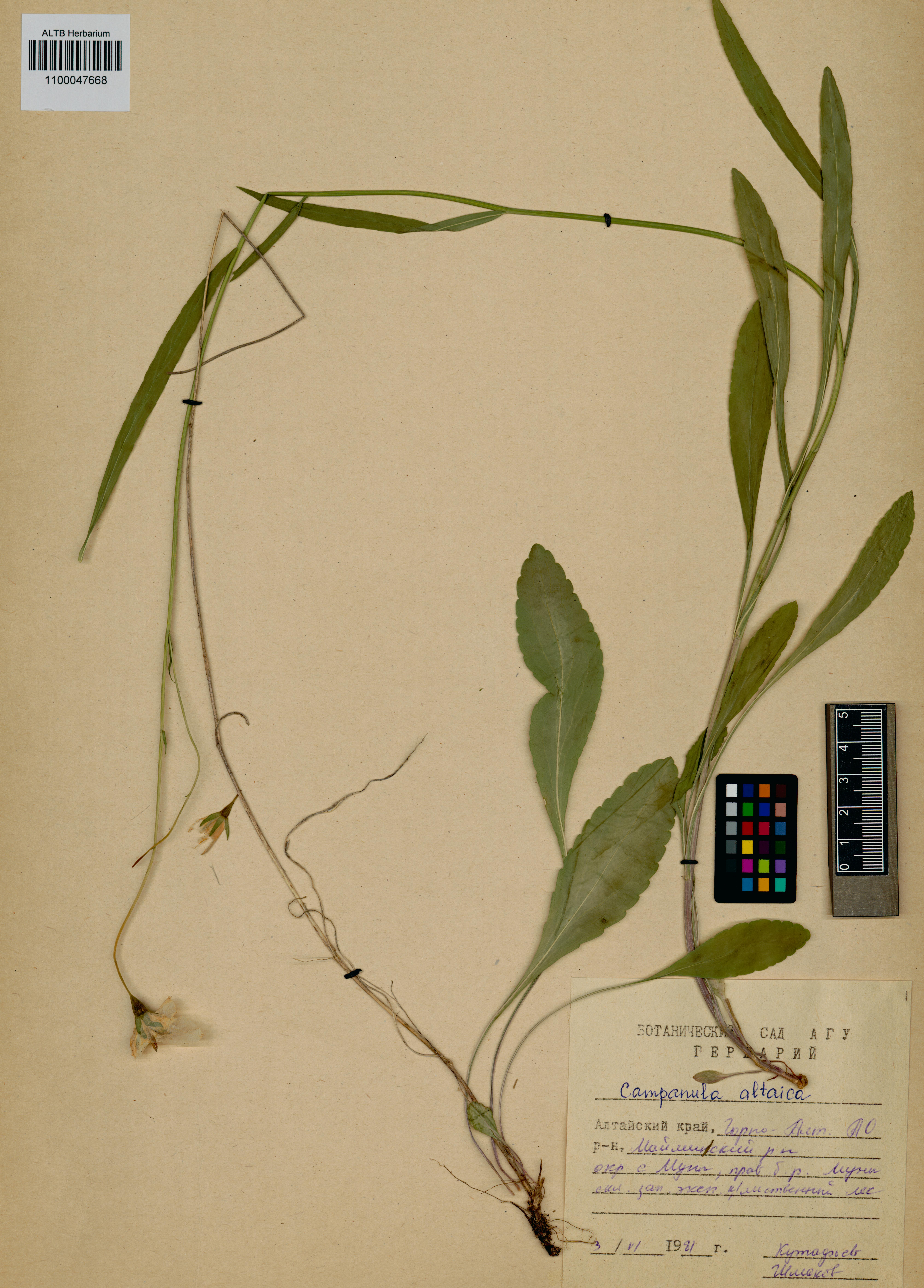 Campanula altaica Ledeb.