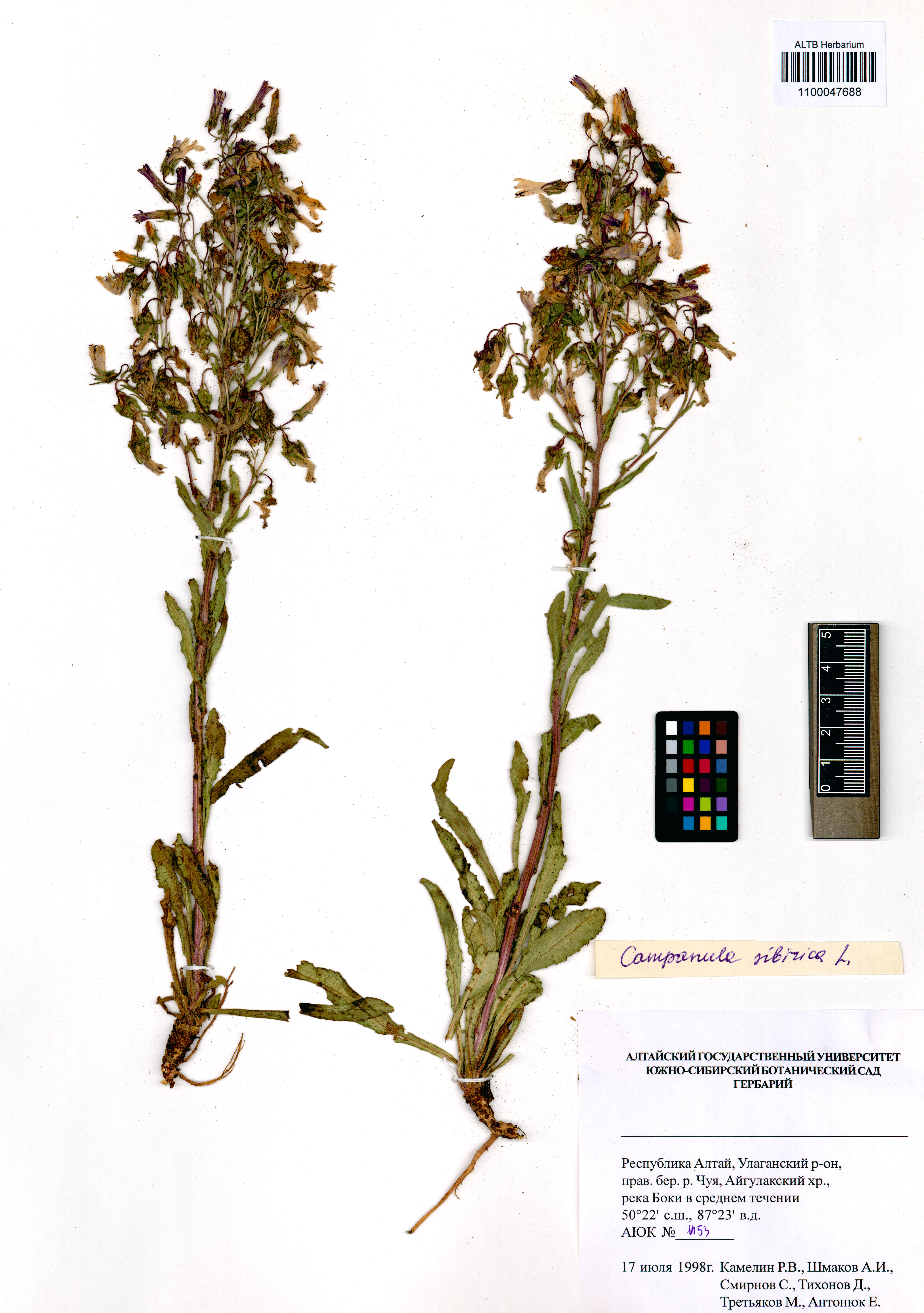 Campanula sibirica L.