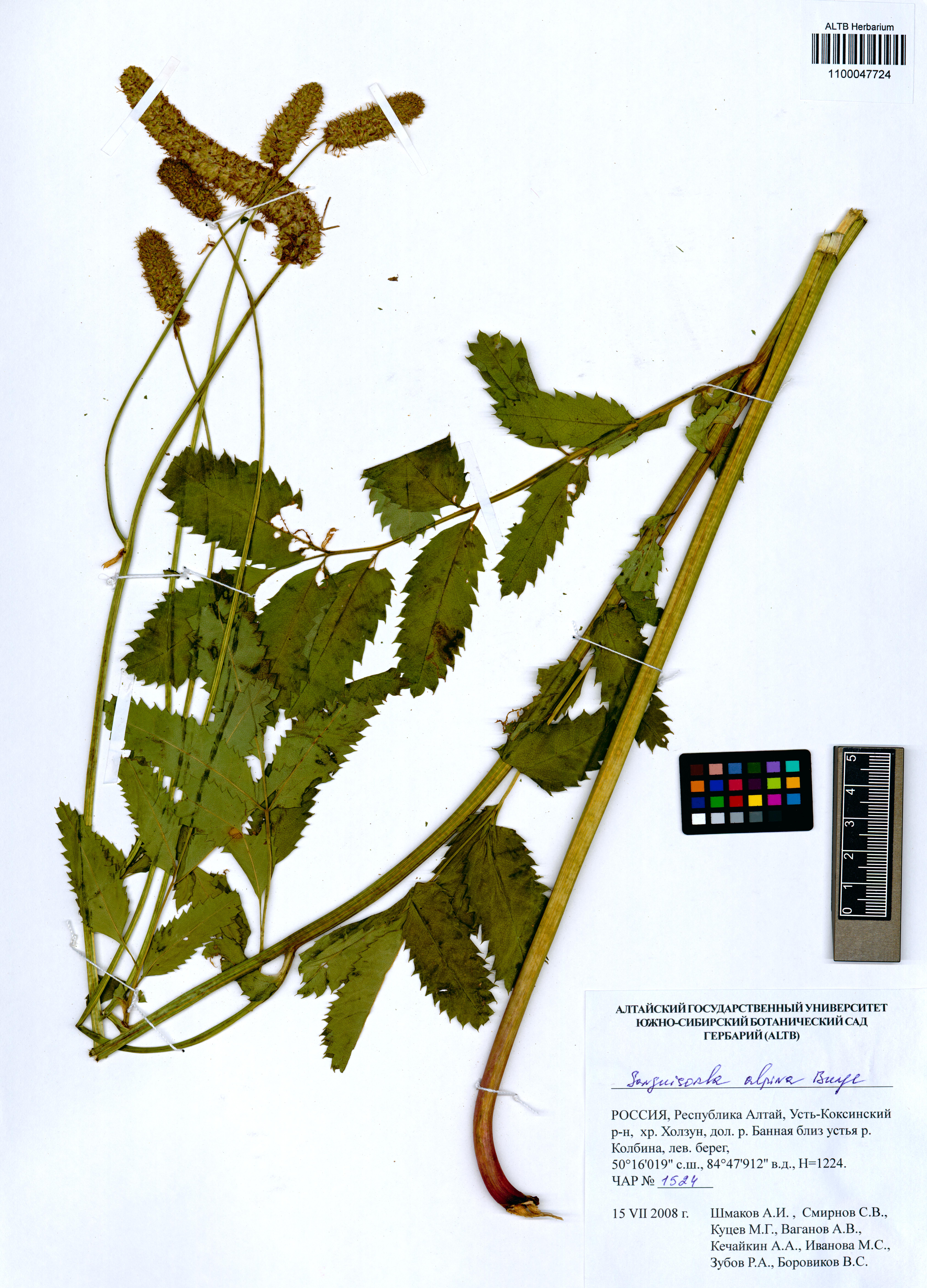 Sanguisorba alpina Bunge
