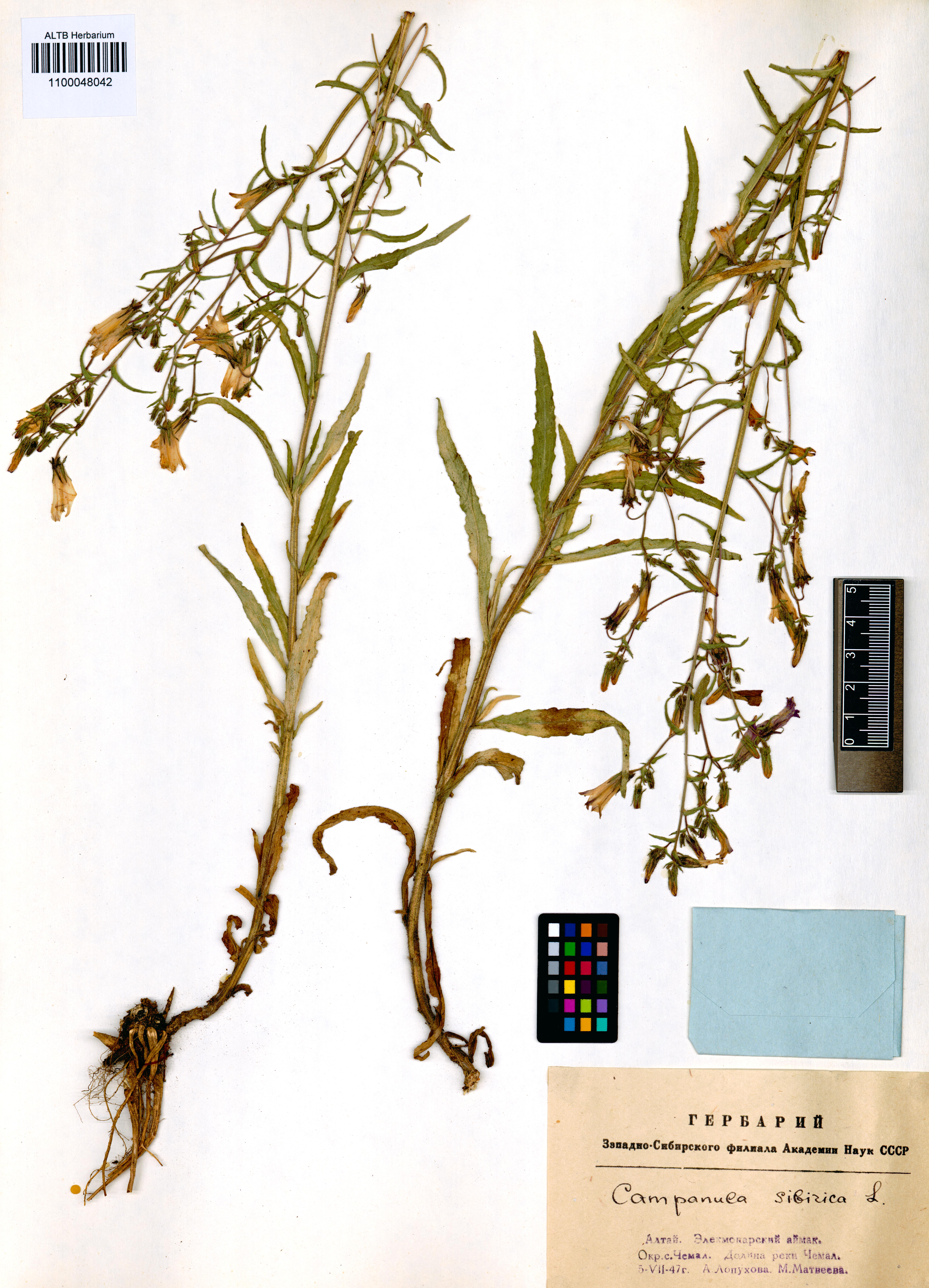 Campanula sibirica L.