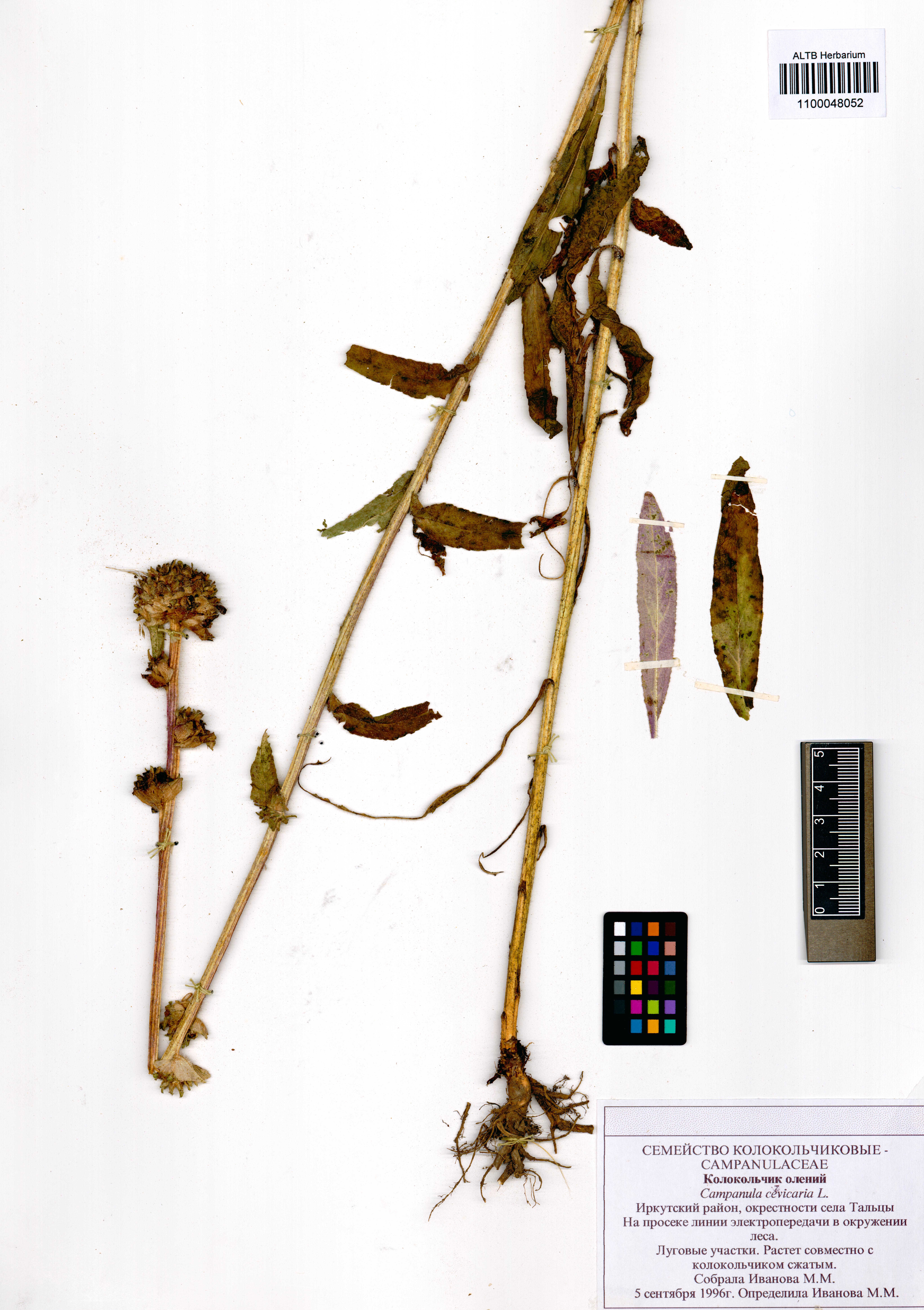 Campanula cervicaria L.