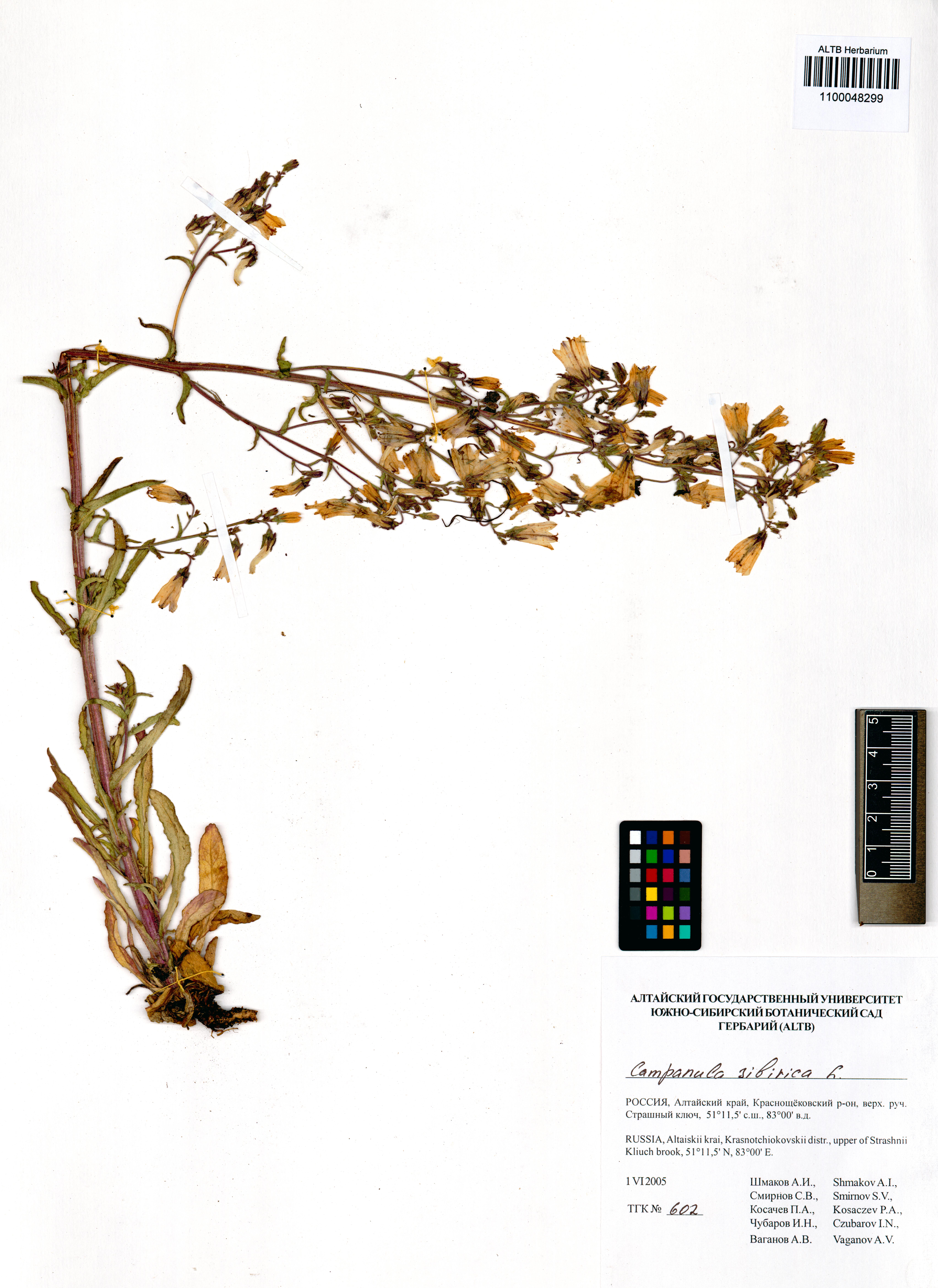 Campanula sibirica L.