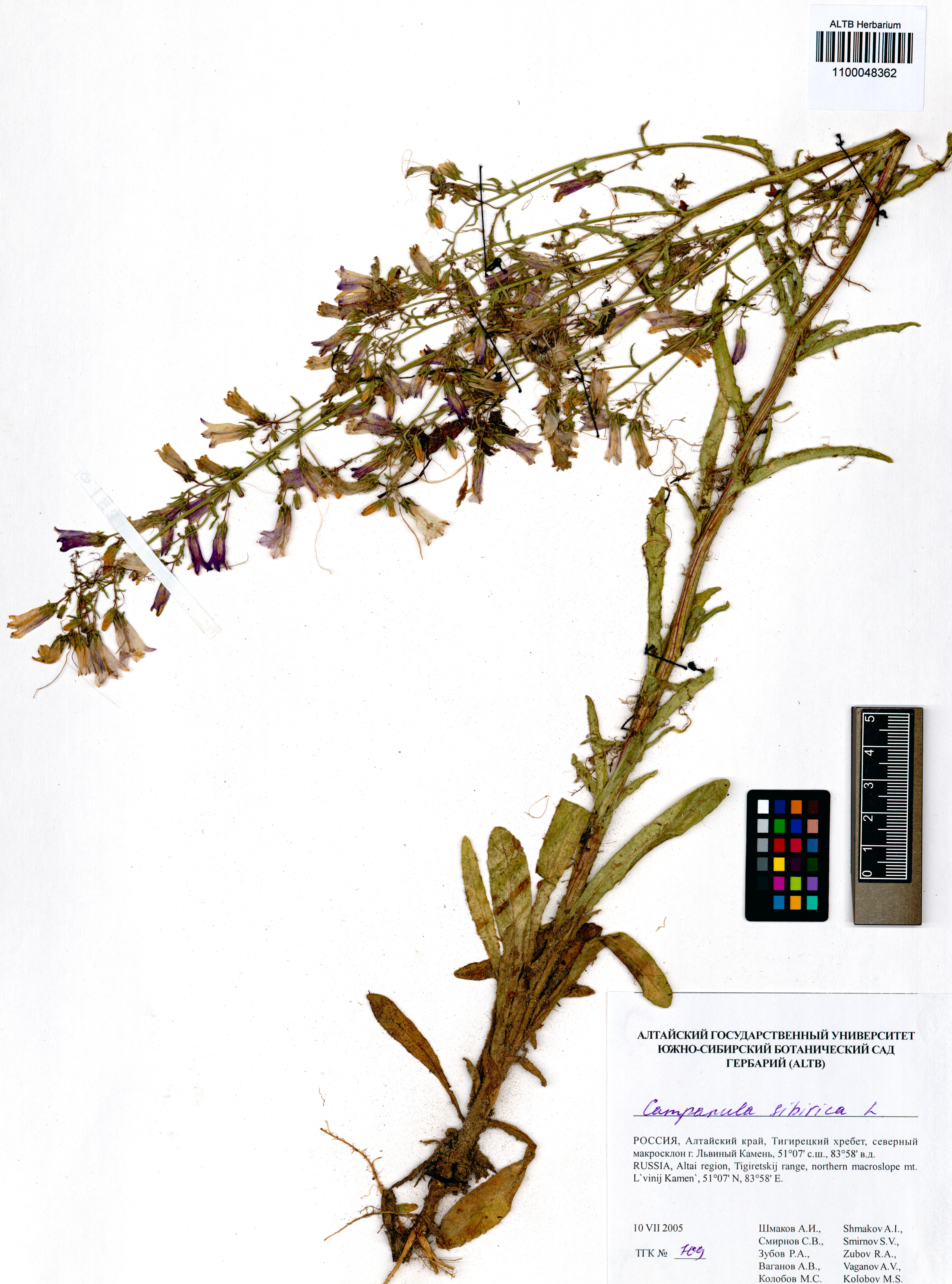 Campanula sibirica L.