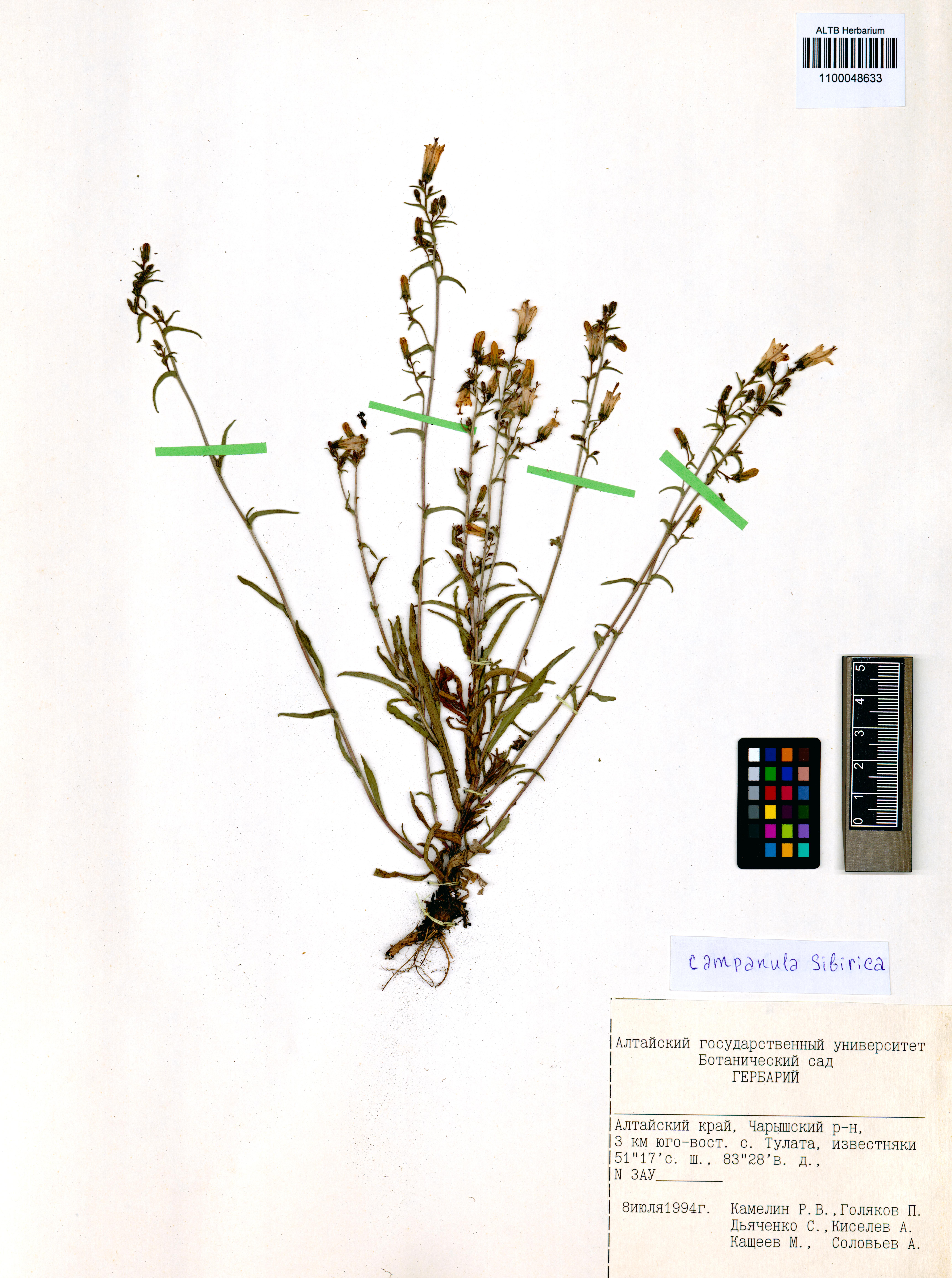 Campanula sibirica L.
