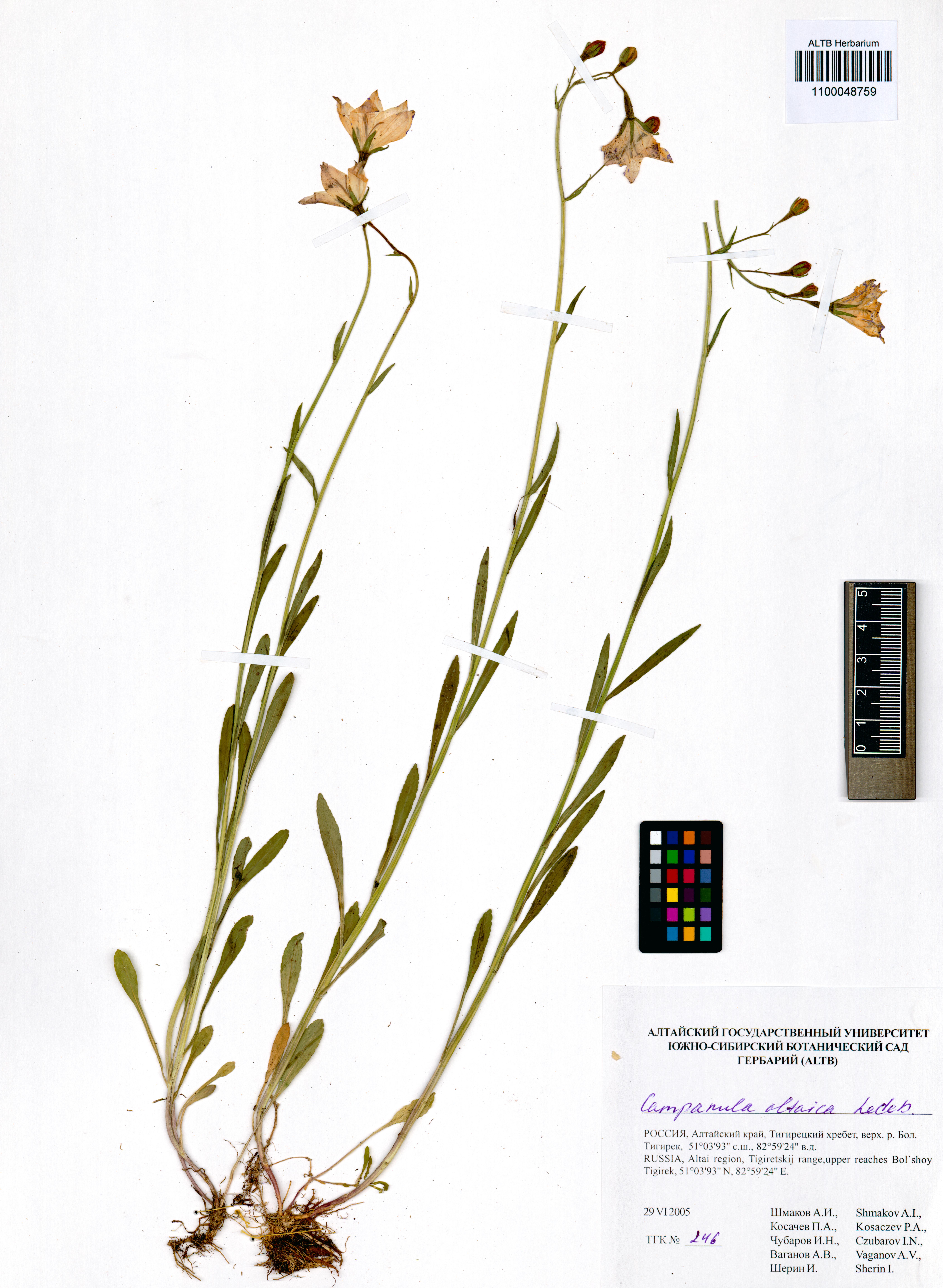 Campanula altaica Ledeb.