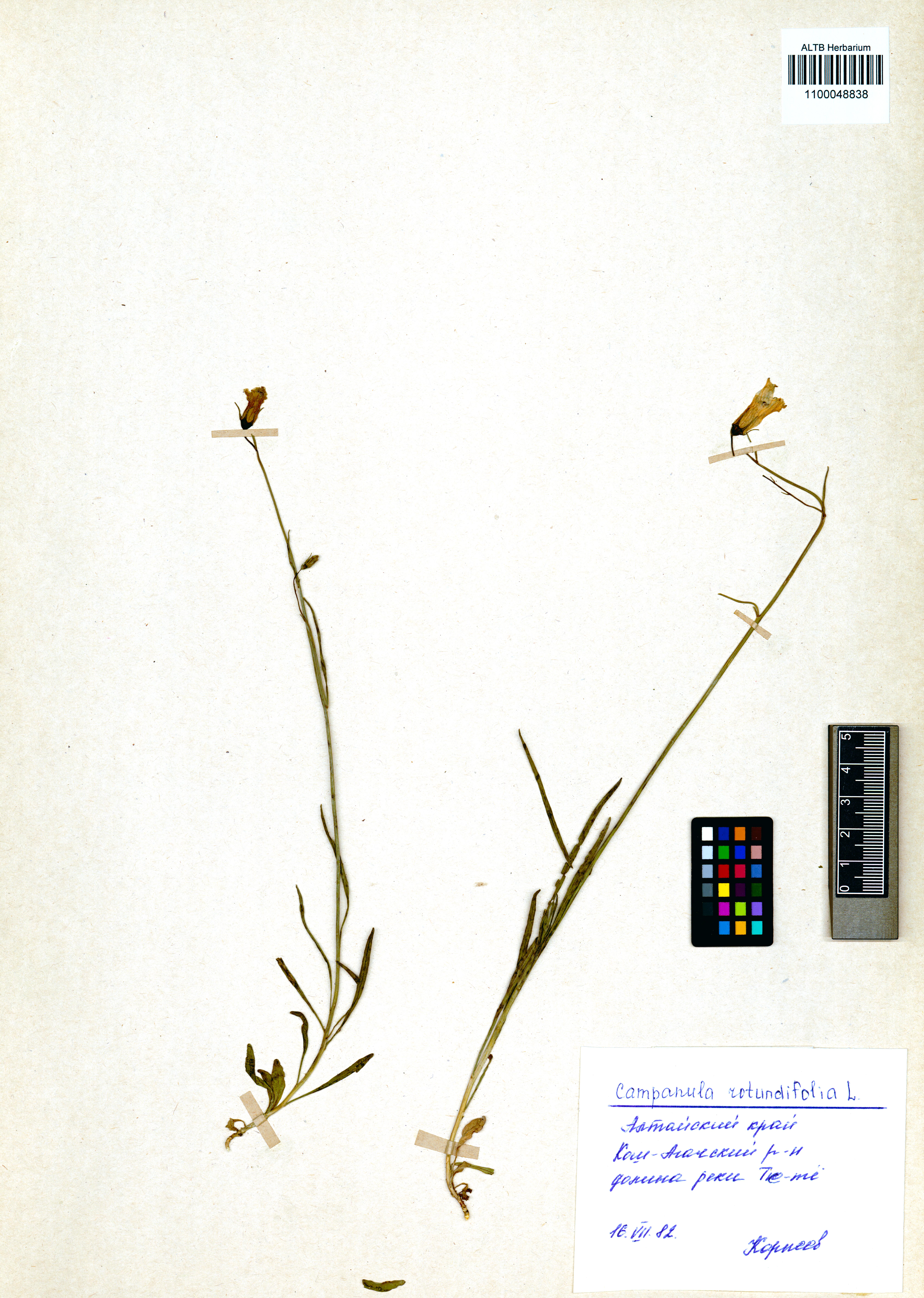 Campanula rotundifolia L.