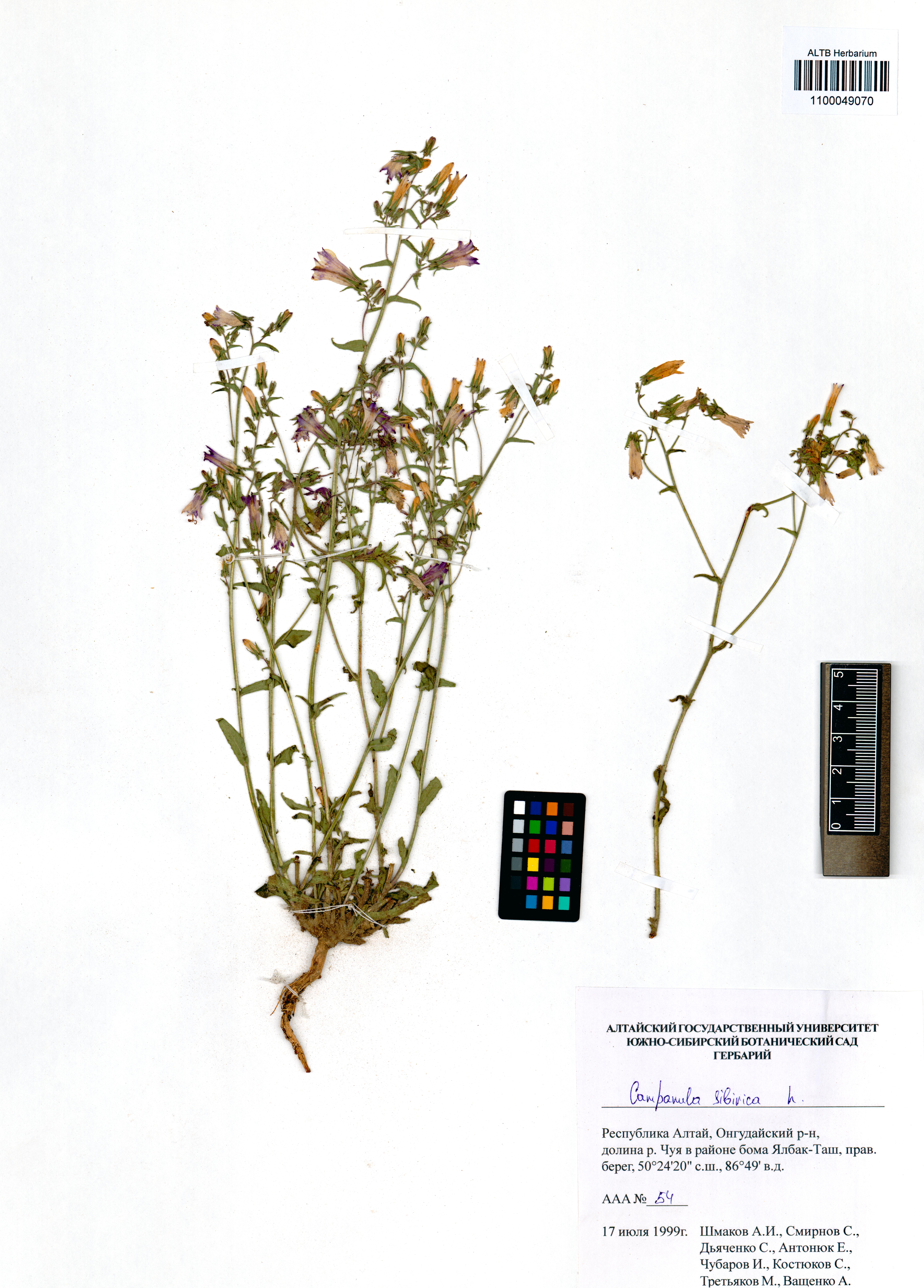 Campanula sibirica L.