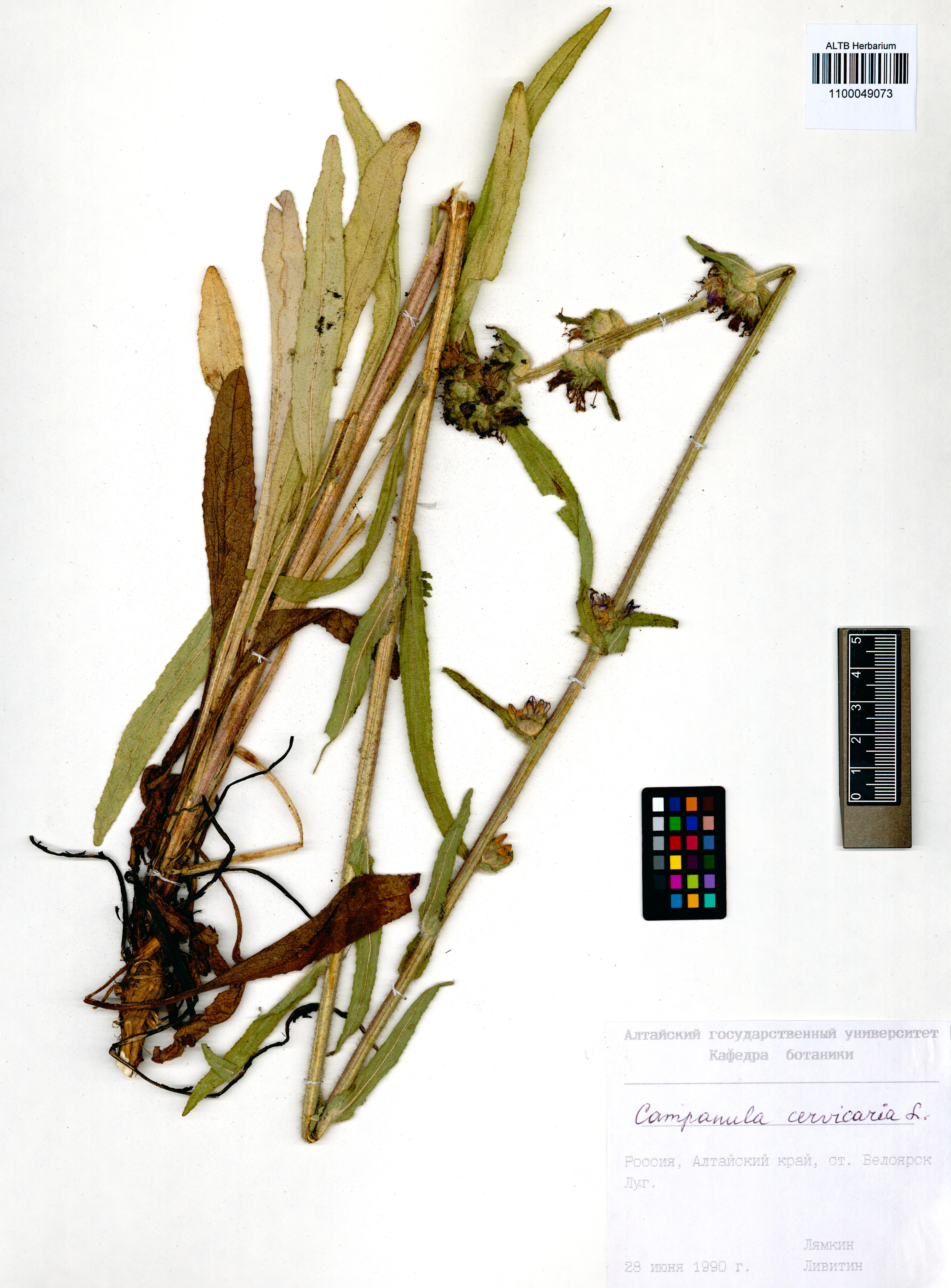 Campanula cervicaria L.