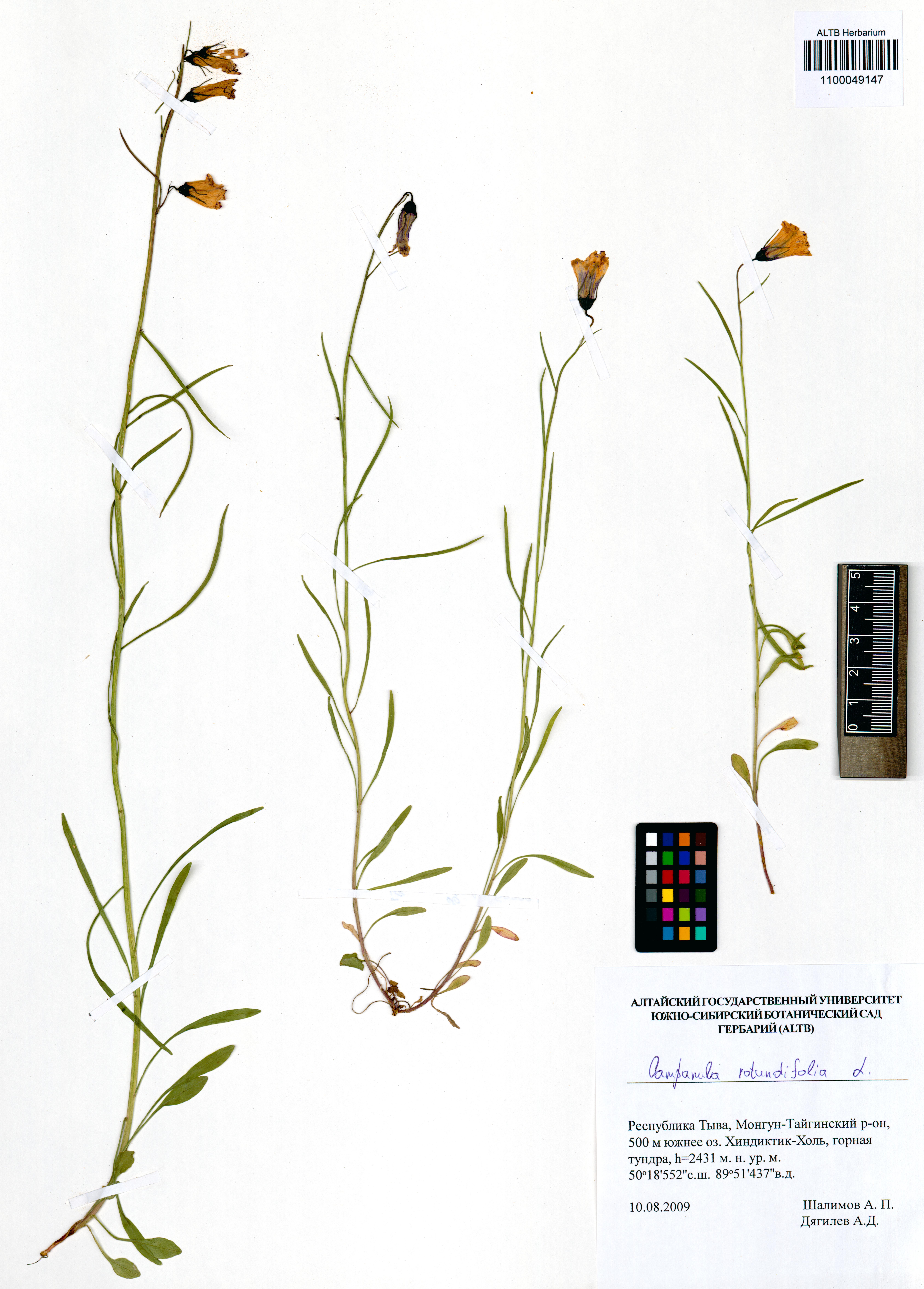 Campanula rotundifolia L.