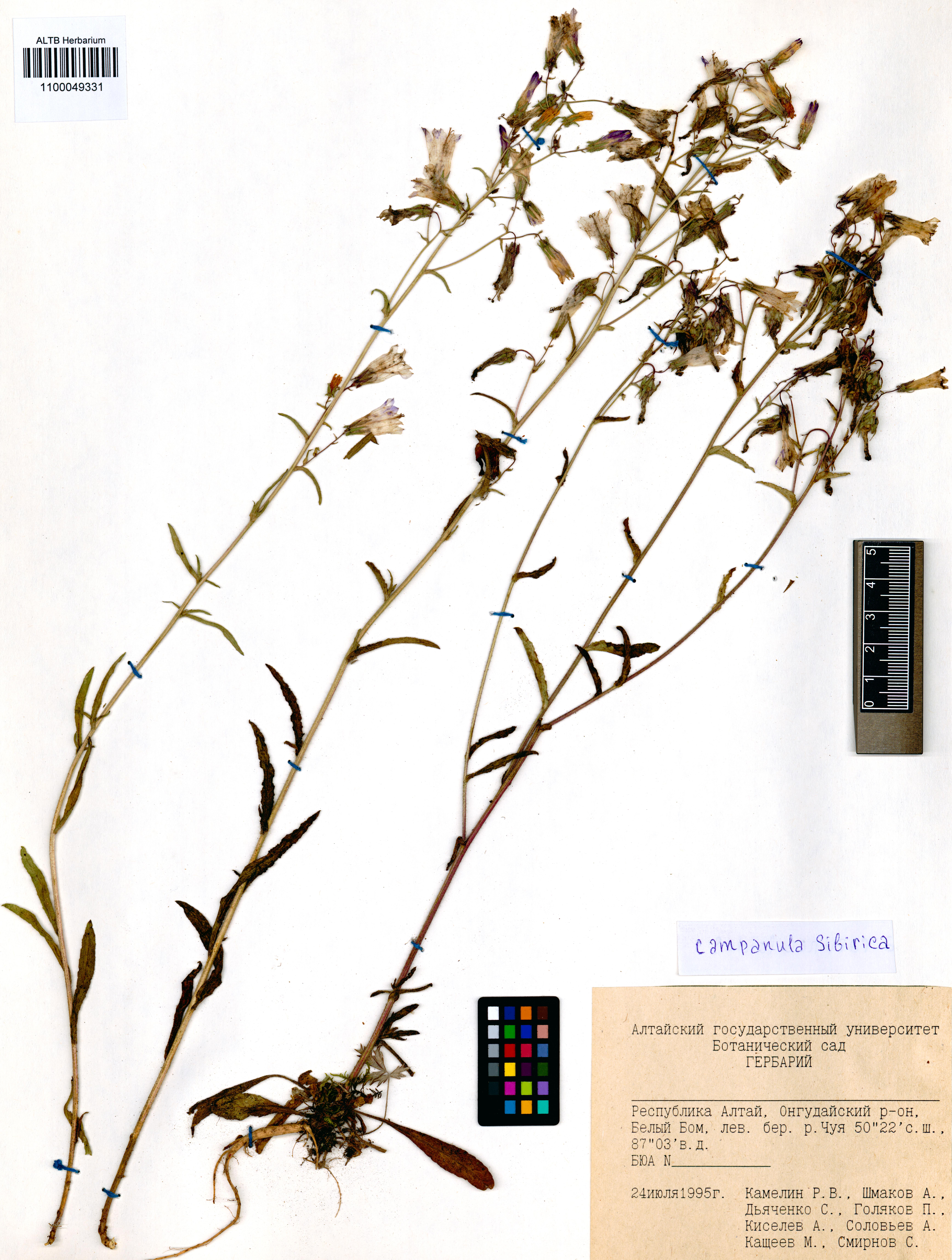 Campanula sibirica L.