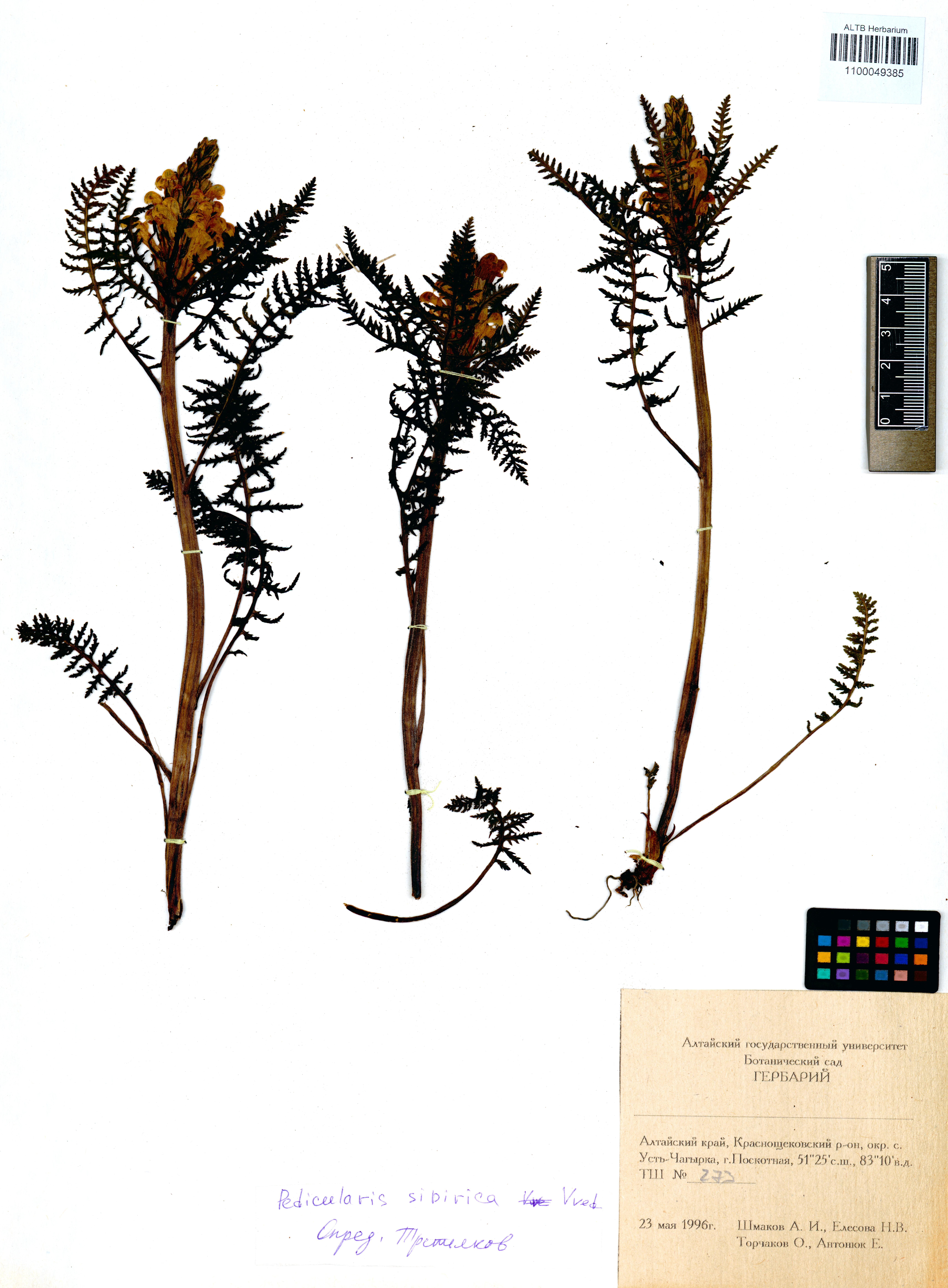 Pedicularis sibirica Vved.