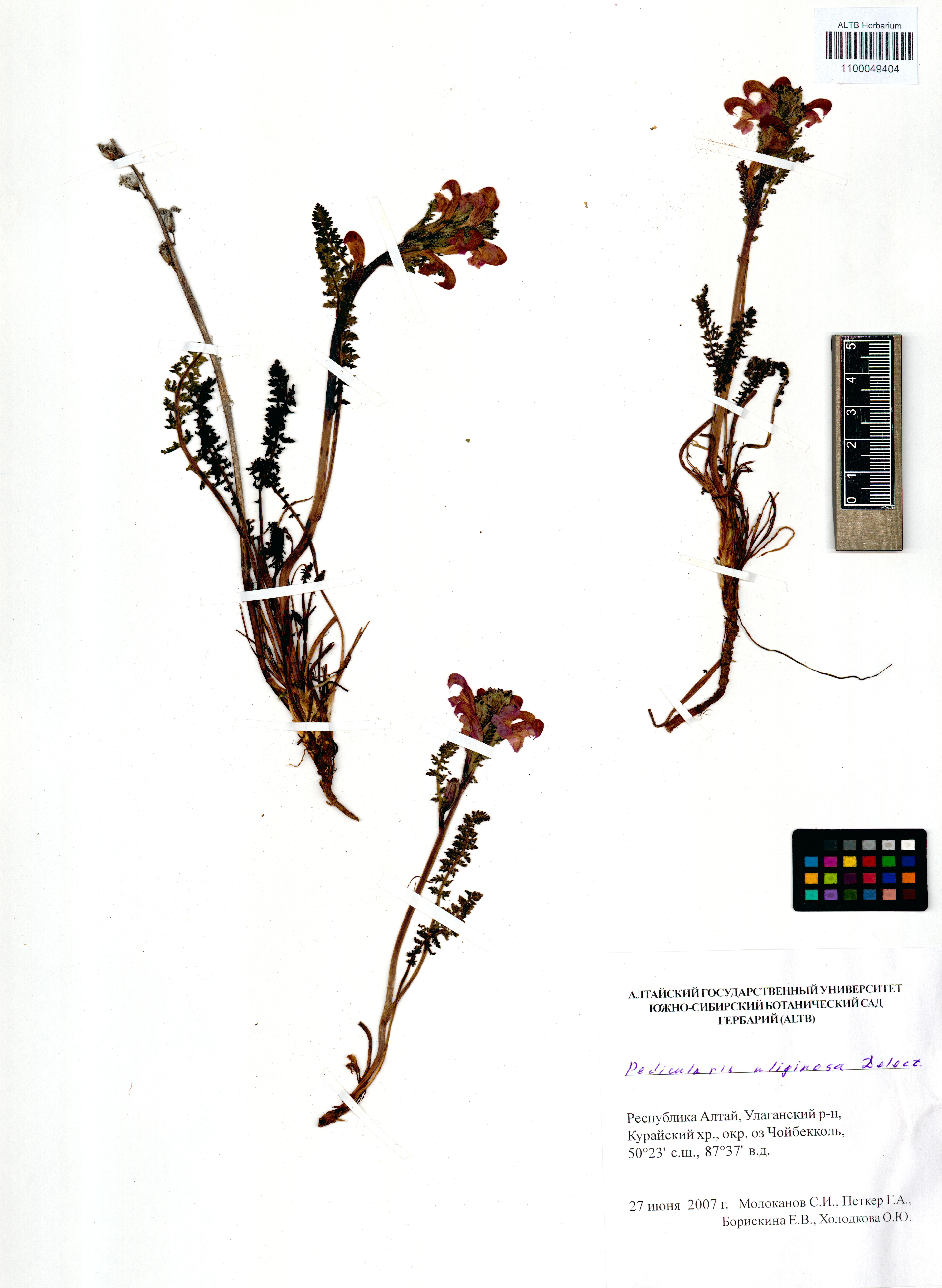 Pedicularis uliginosa Bunge