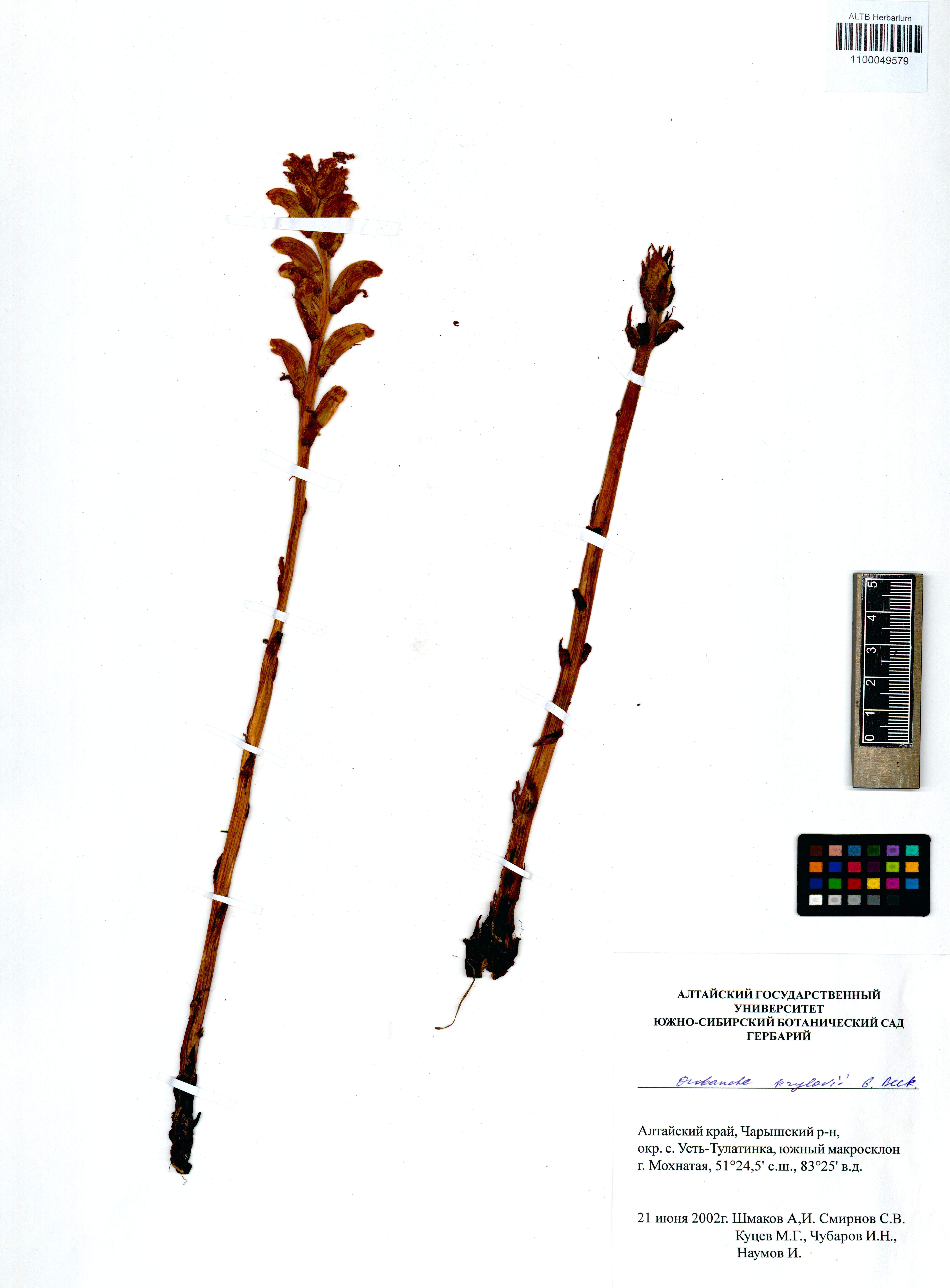Orobanche krylowi Beck