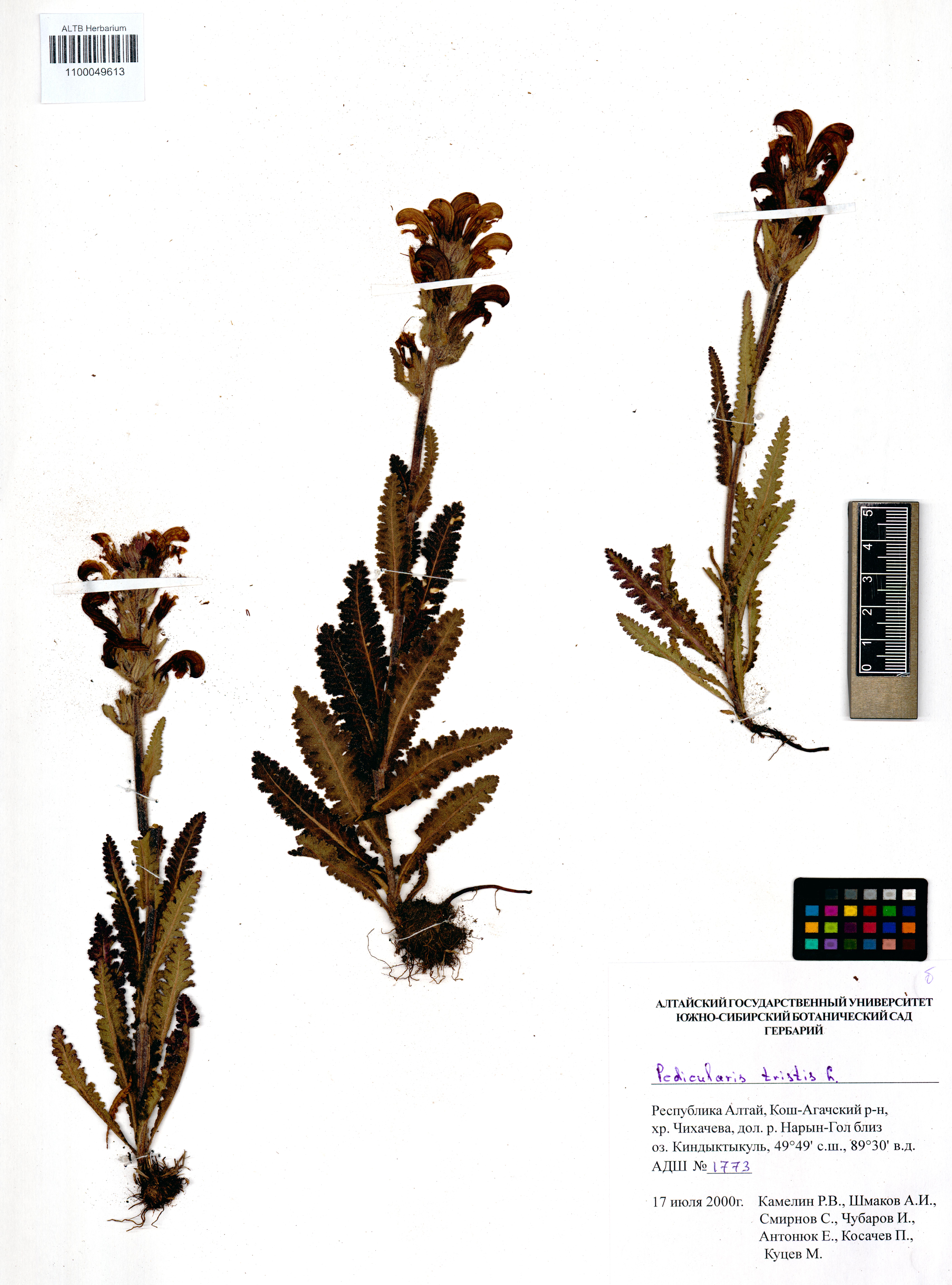 Pedicularis tristis L.