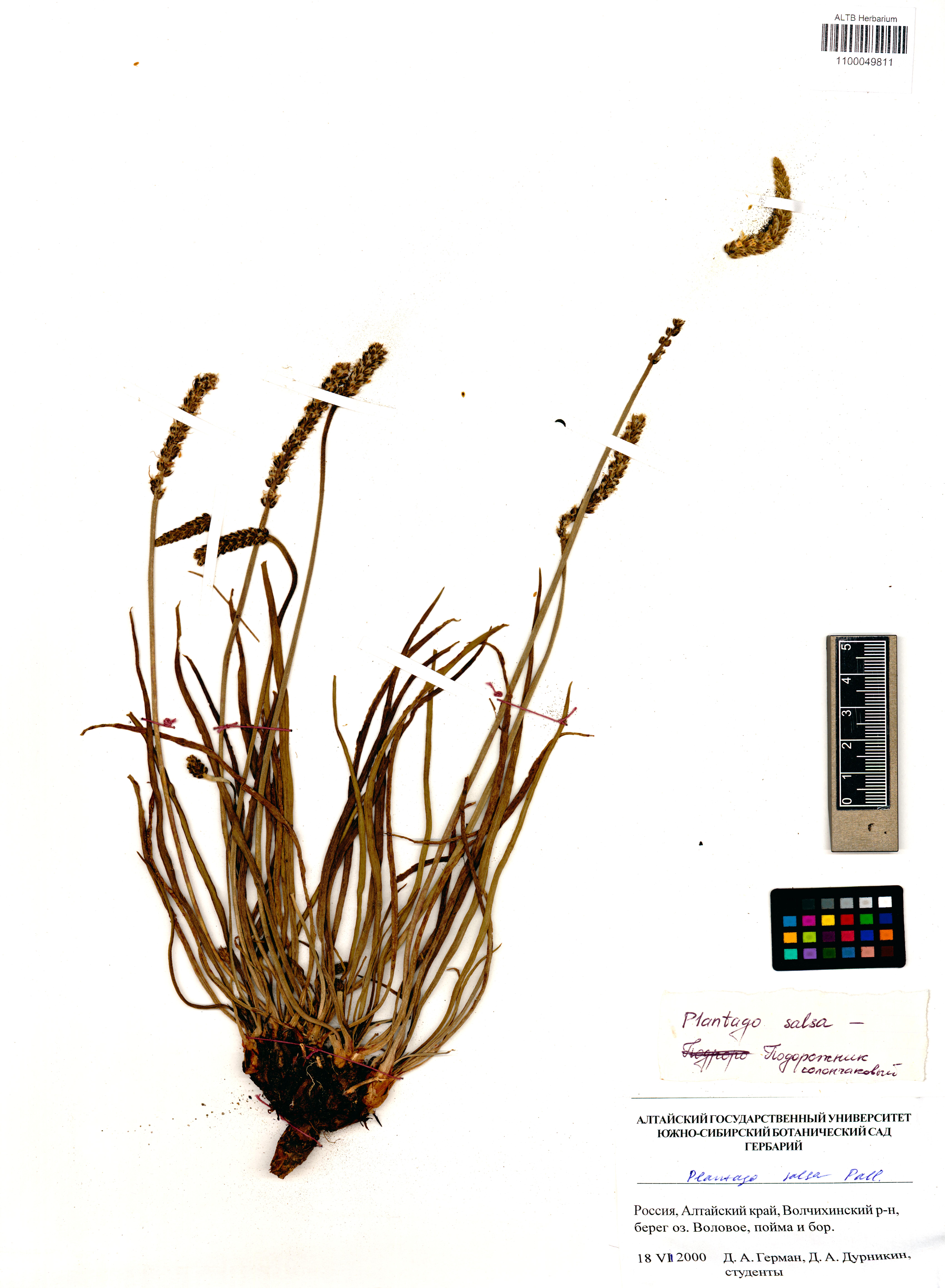 Plantago salsa Pall.