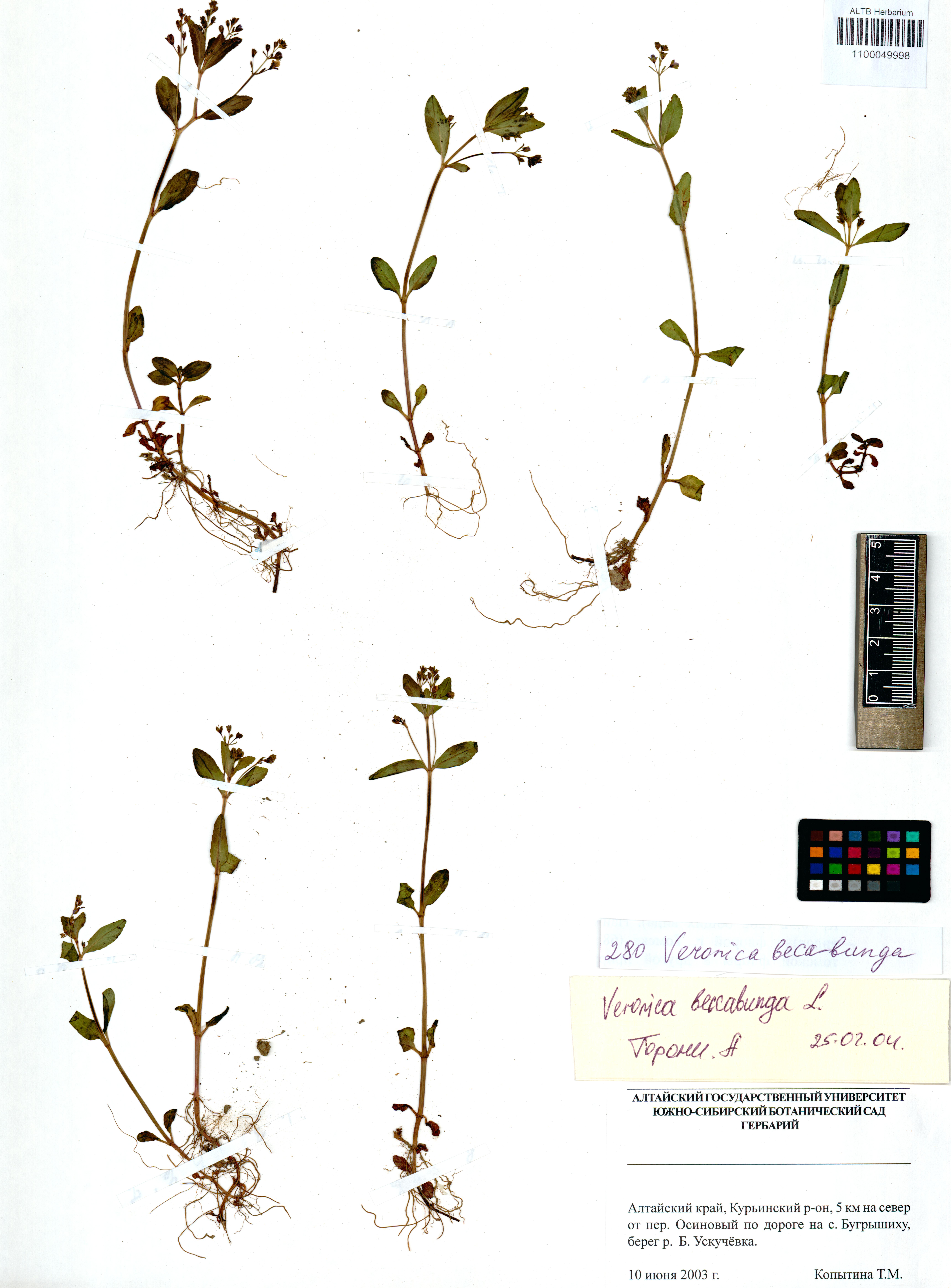 Veronica beccabunga L.