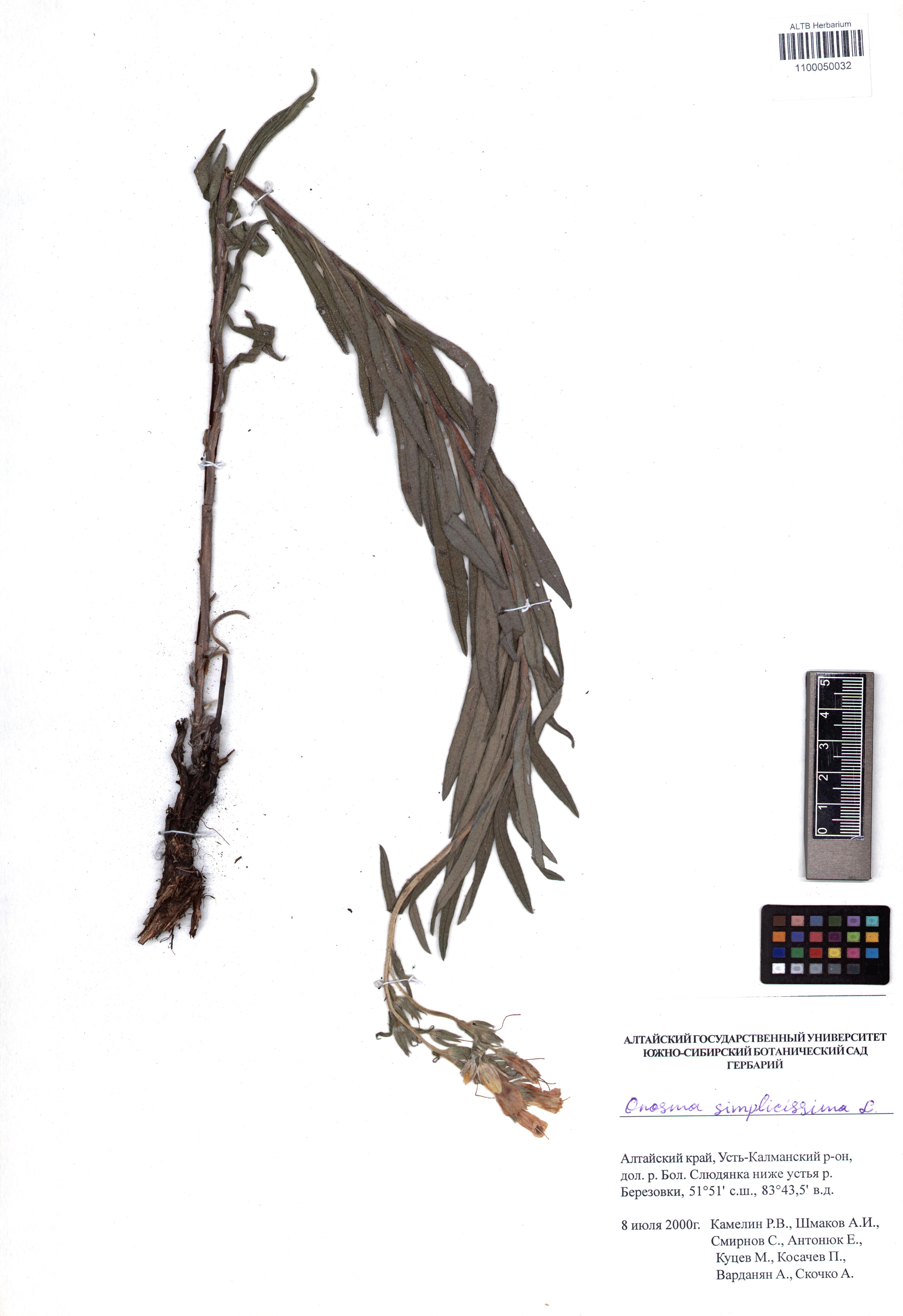 Onosma simplicissima L.