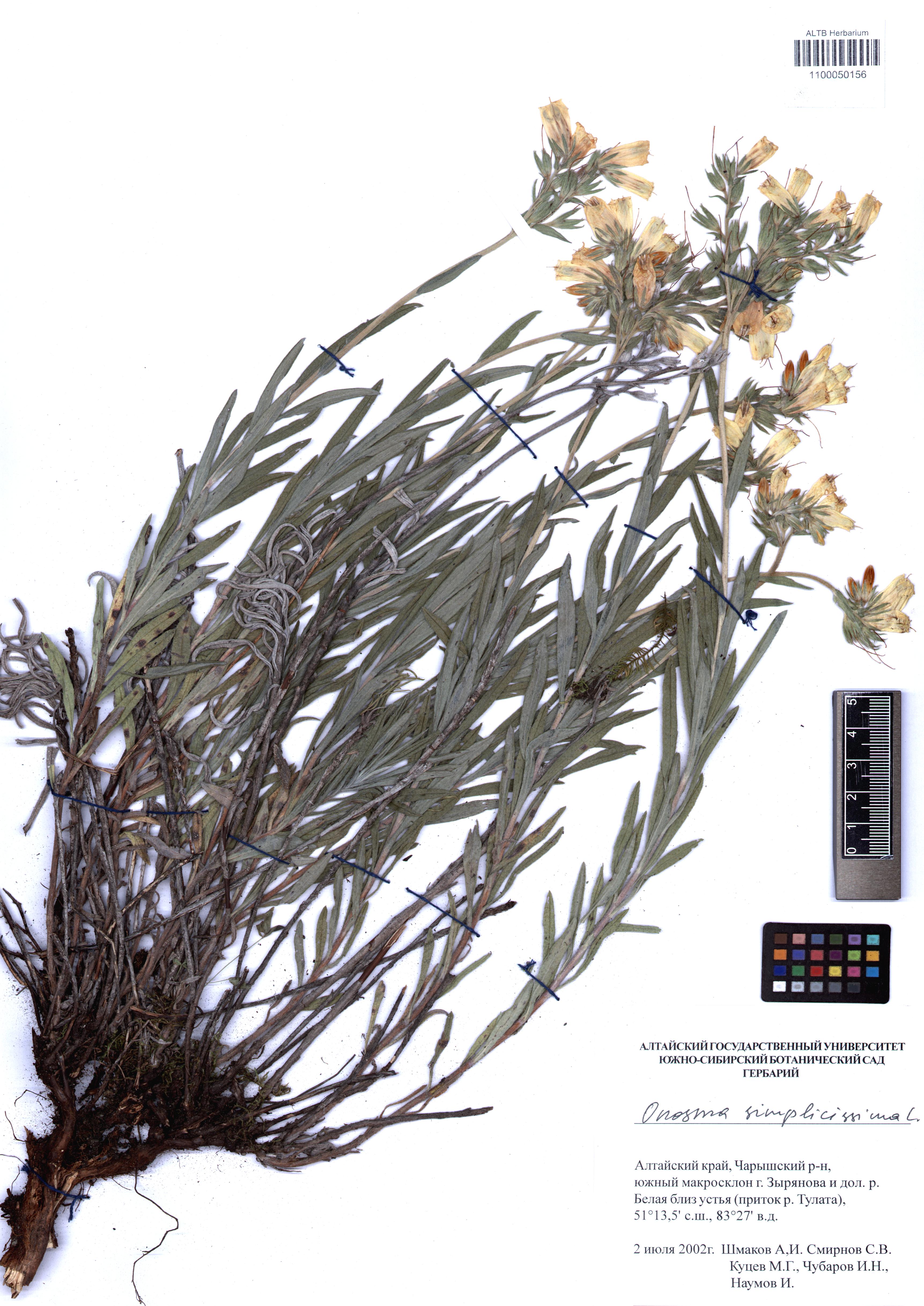 Onosma simplicissima L.