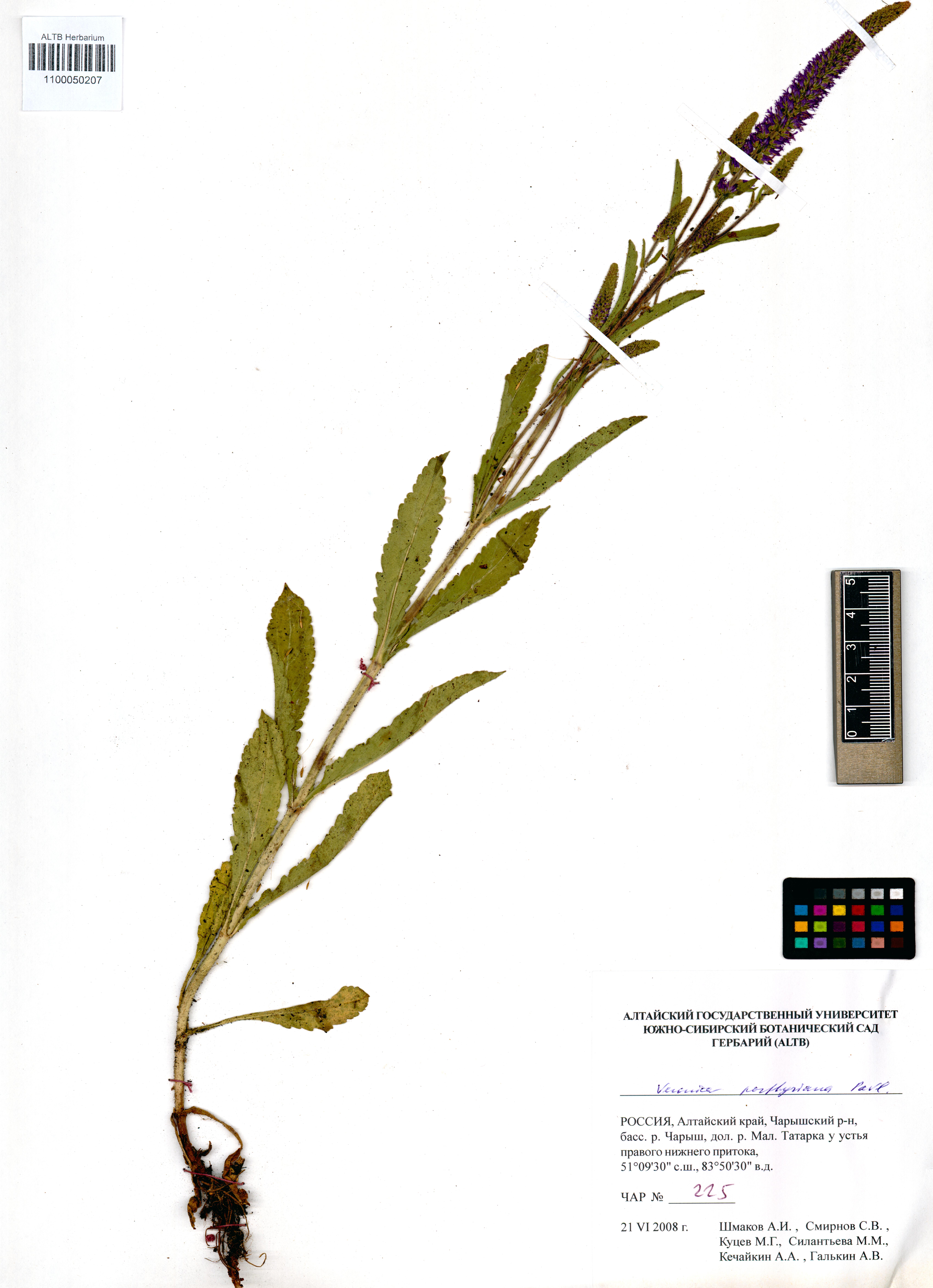Veronica porphyriana Pavlov