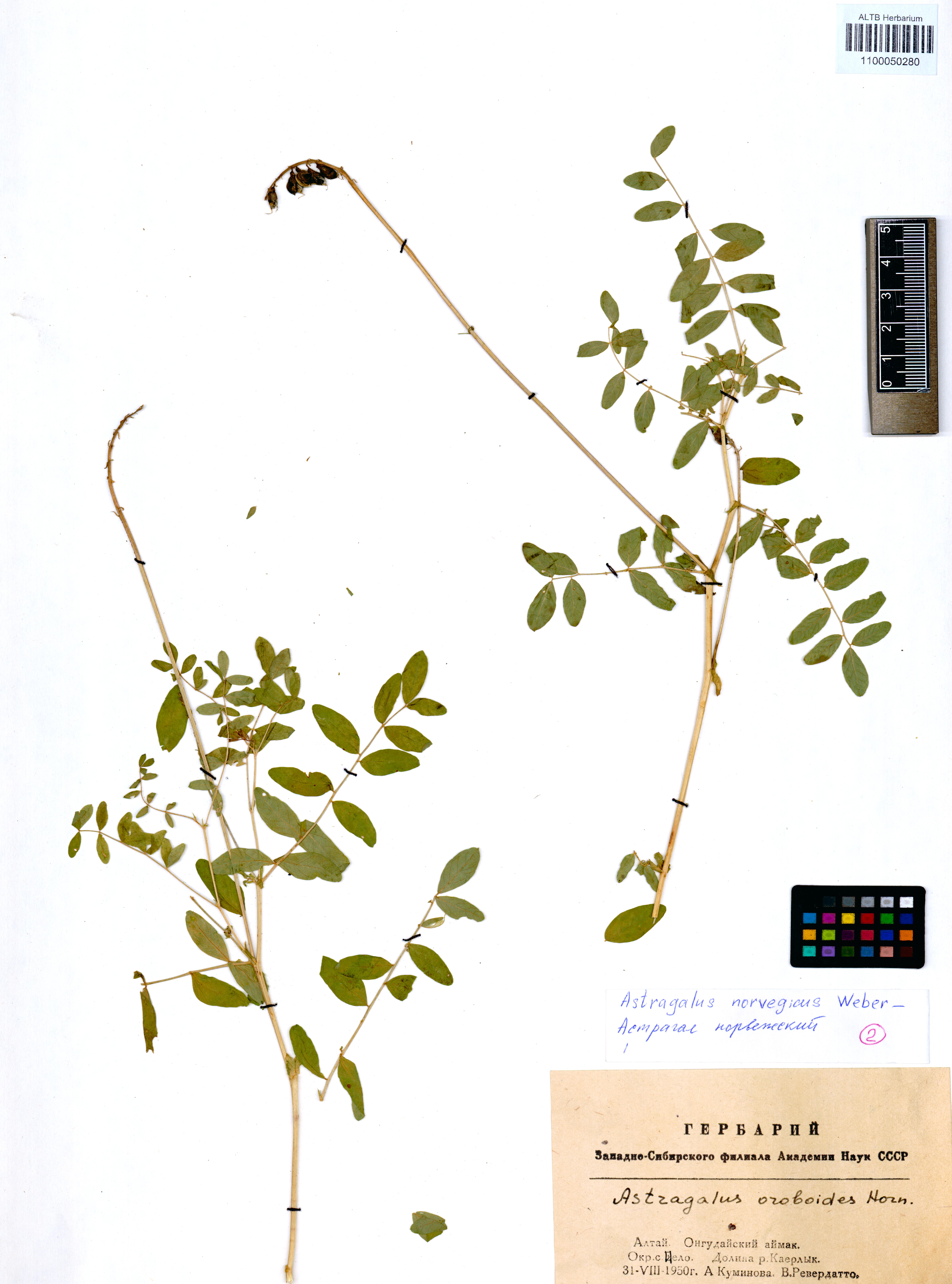 Astragalus norvegicus Weber